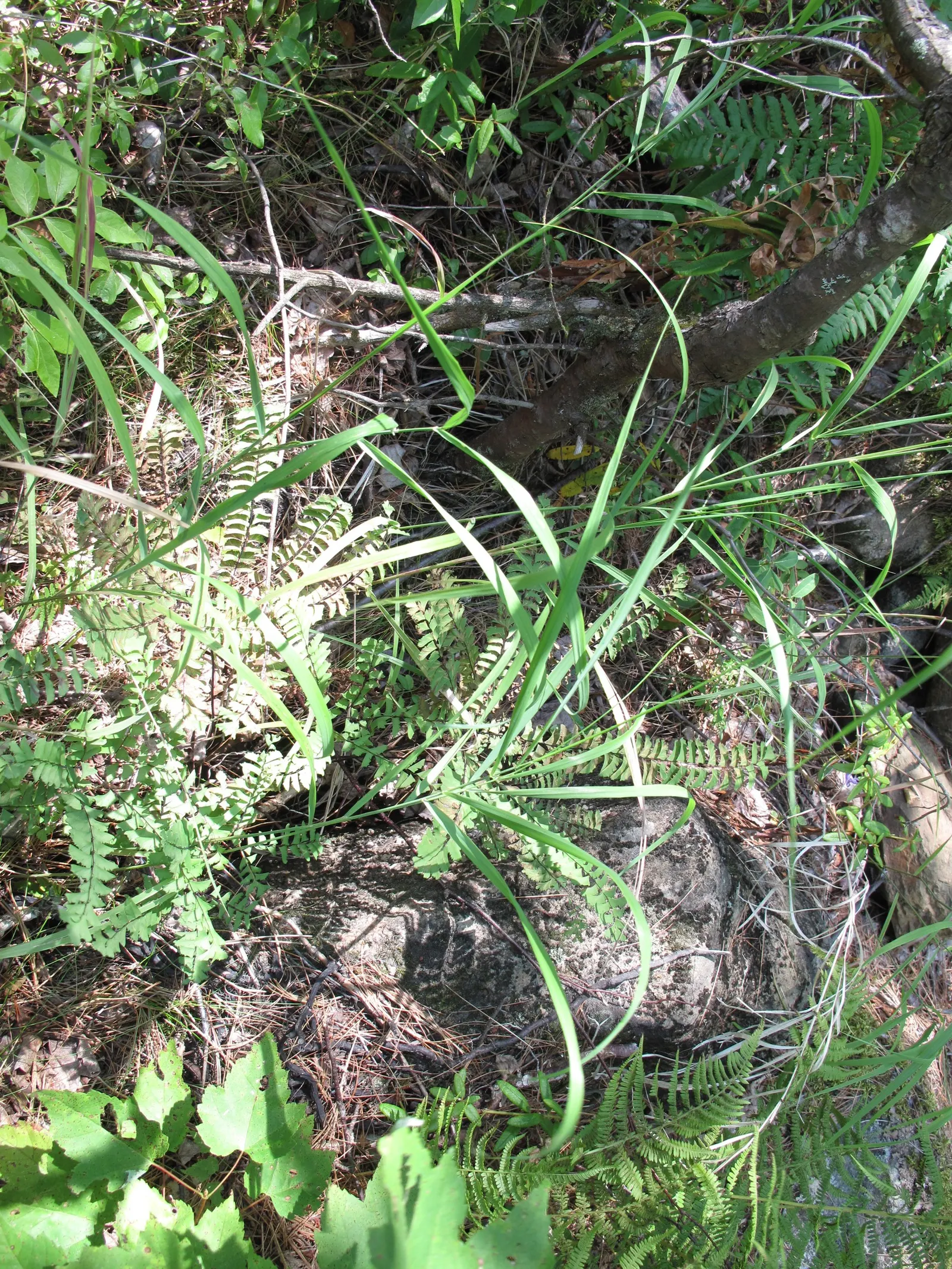 Five-Finger Fern (Adiantum Aleuticum) — This fern is native to the cooler regions of North America; which emerge as a pale green and mature into a rich
