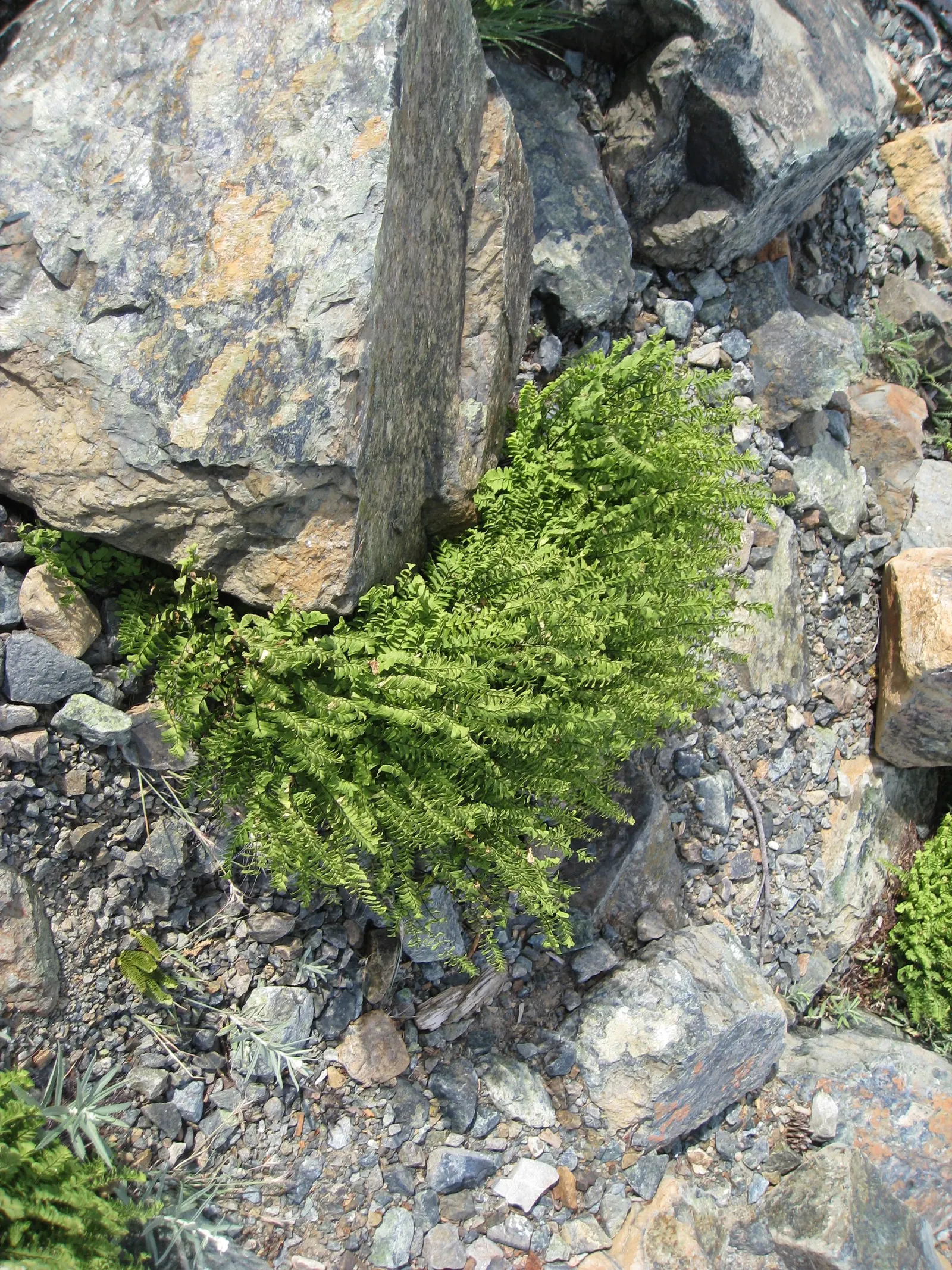 Five-Finger Fern (Adiantum Aleuticum) — this fern makes for a lush groundcover or an accent under larger plants; thriving in USDA zones 3-8, this fern prefers
