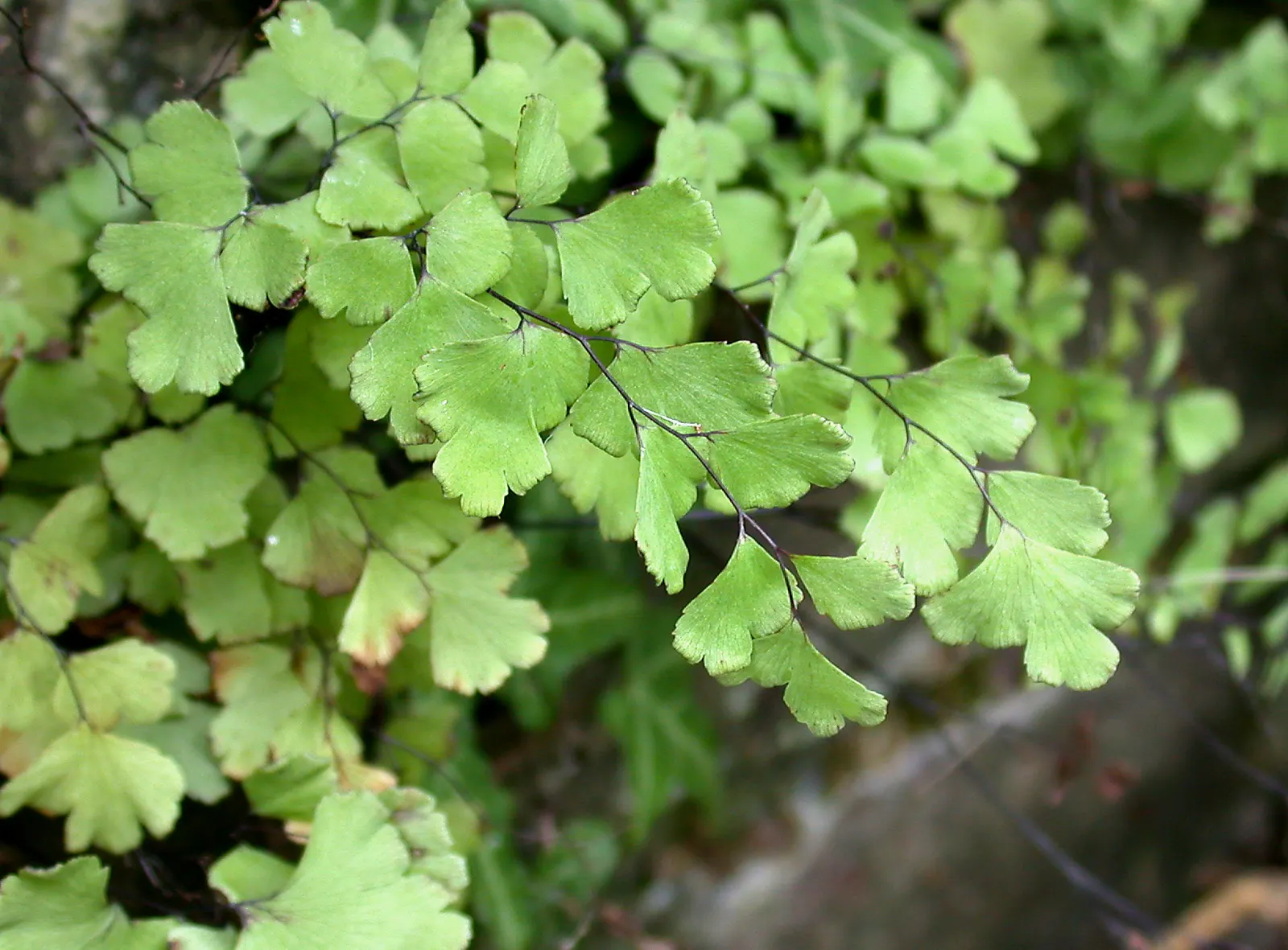 Five-Finger Fern (Adiantum Aleuticum) — Thriving in USDA zones 3-8, this fern prefers moist, well-drained soil and dappled light, image 67