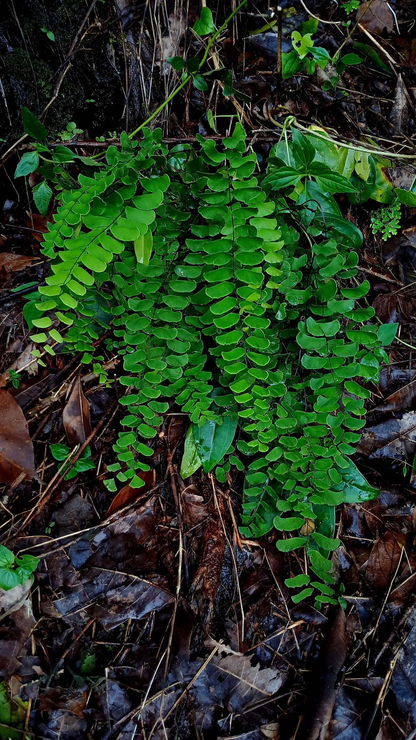 Five-Finger Fern (Adiantum Aleuticum) — A soil mix that is rich in organic matter with adequate drainage will support its growth; being evergreen, image 57