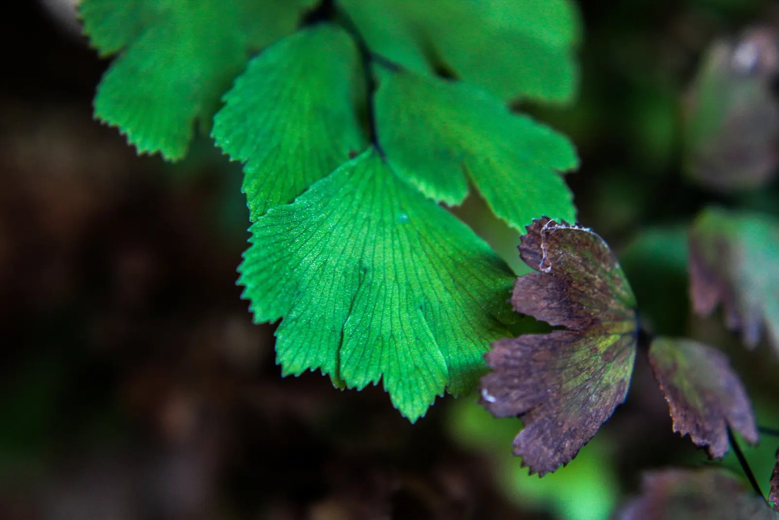 Five-Finger Fern (Adiantum Aleuticum) — which emerge as a pale green and mature into a rich, image 32