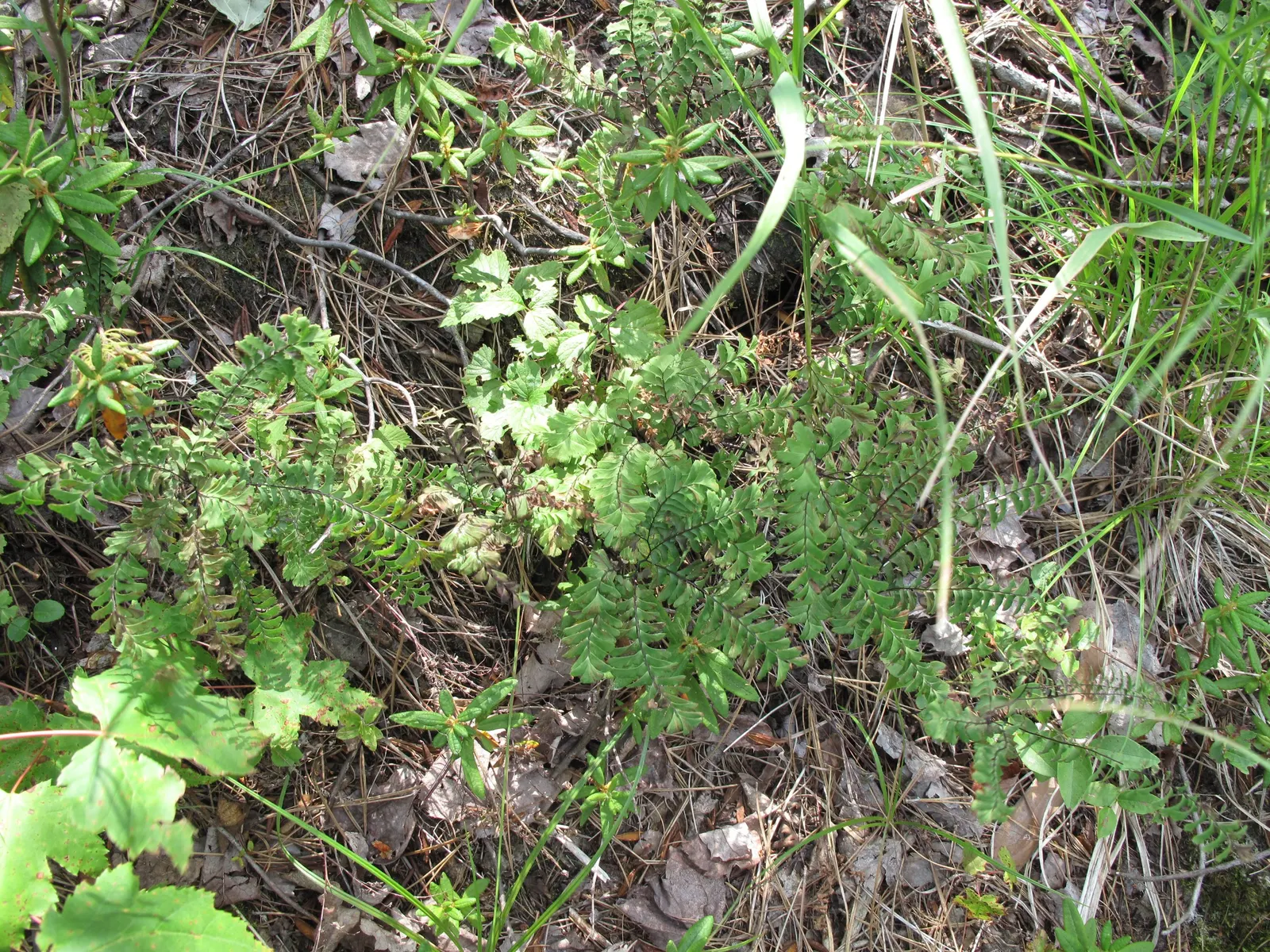Five-Finger Fern (Adiantum Aleuticum) — When educating clients about their new garden addition; which emerge as a pale green and mature into a rich