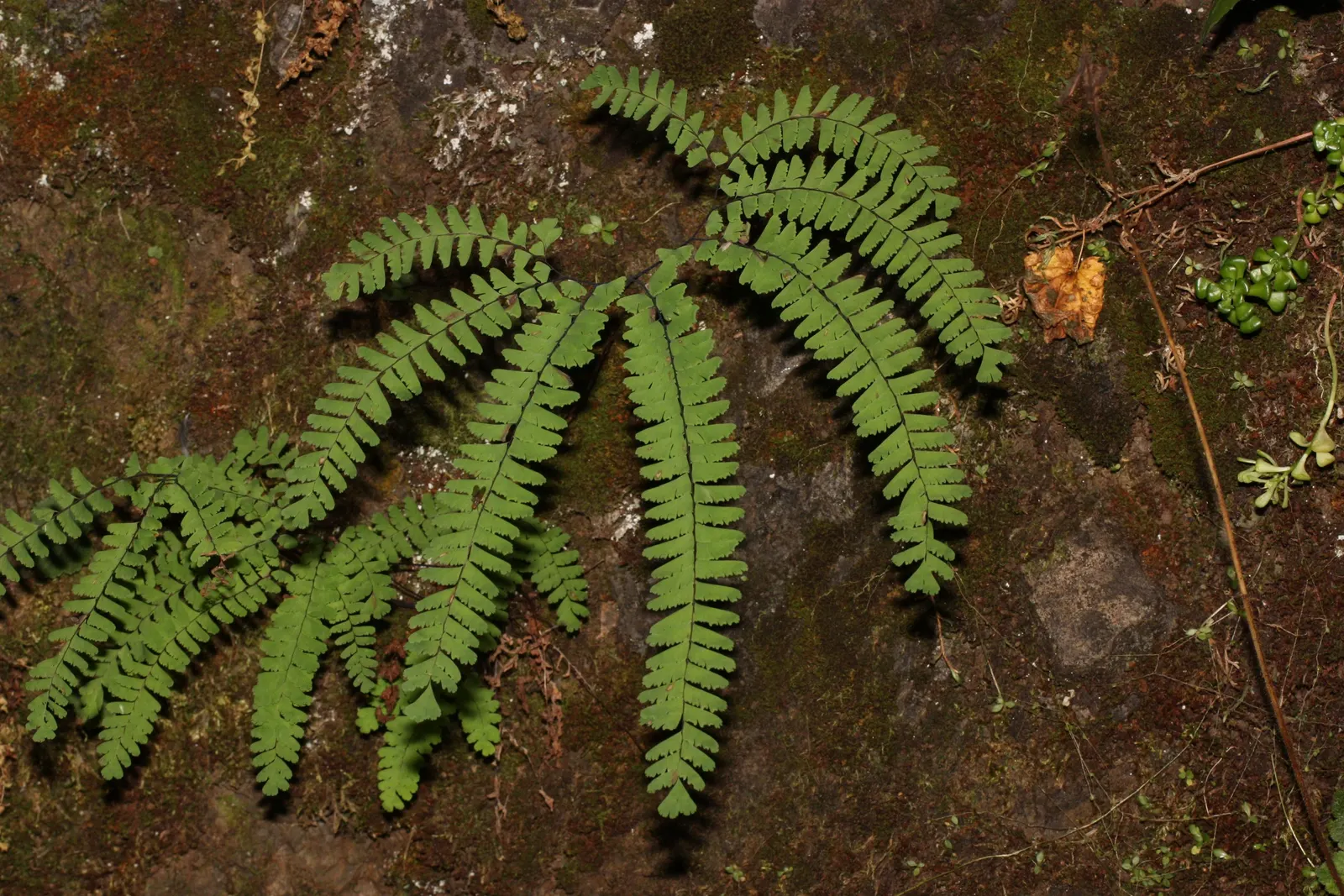 Five-Finger Fern (Adiantum Aleuticum) — often bi-pinnate leaves.<br><br>Adiantum aleuticum thrives in USDA zones 3 through 8; thriving in USDA, image 76