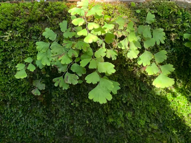 Five-Finger Fern (Adiantum Aleuticum) — Thriving in USDA zones 3-8, this fern prefers moist, well-drained soil and dappled light, image 88