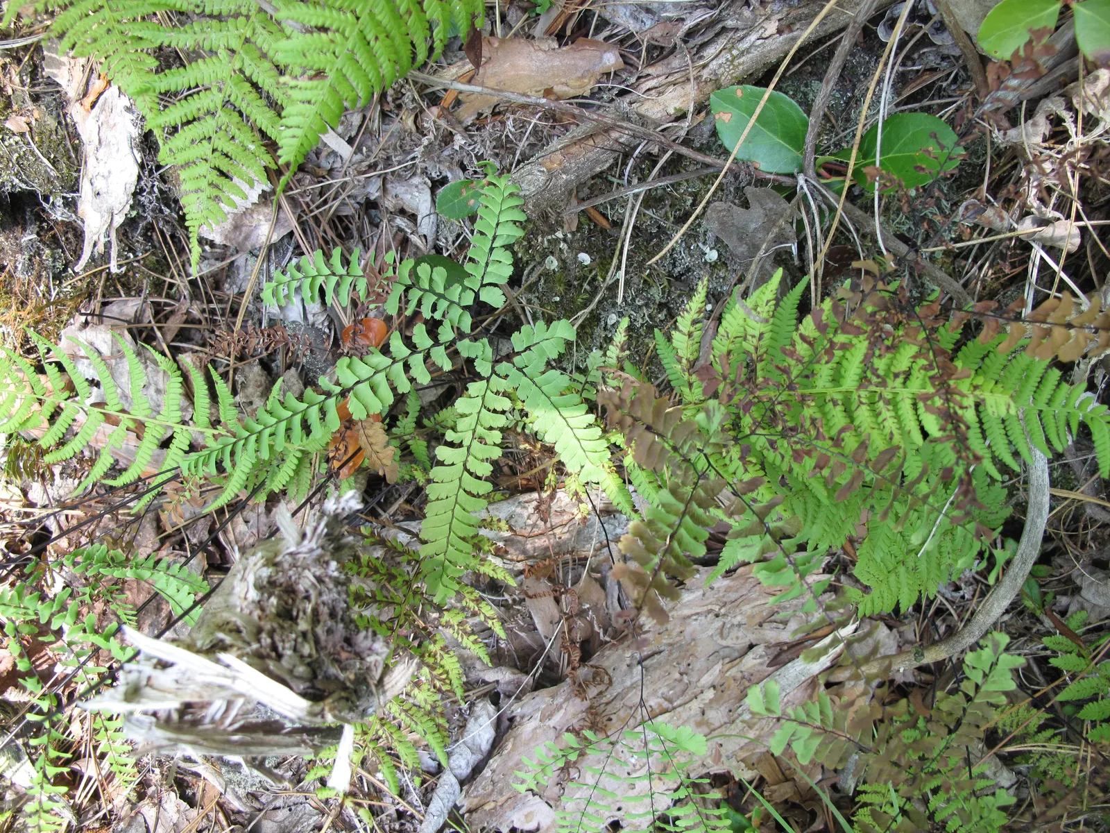Five-Finger Fern (Adiantum Aleuticum) — this fern makes for a lush groundcover or an accent under larger plants