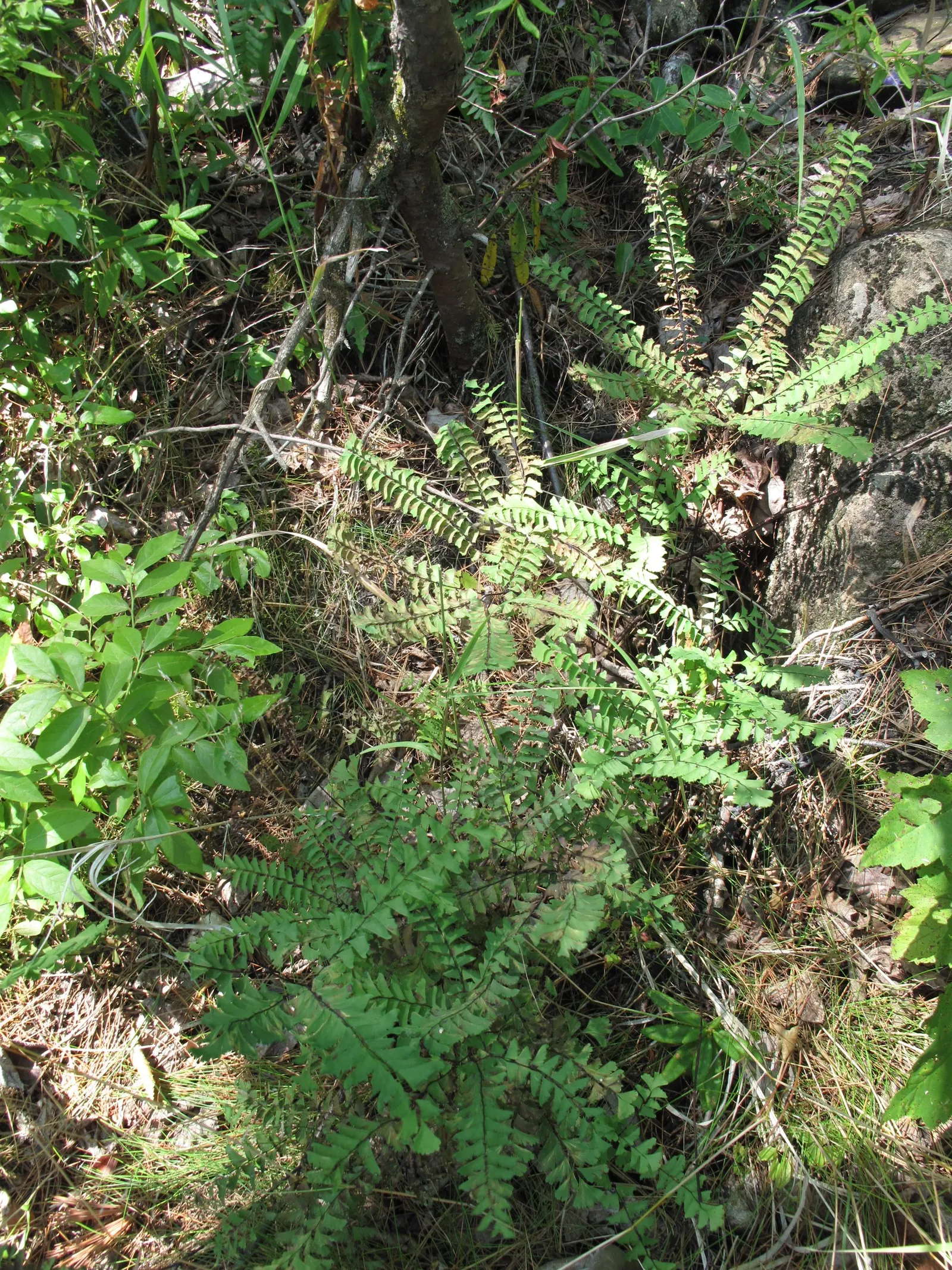 Five-Finger Fern (Adiantum Aleuticum) — this fern makes for a lush groundcover or an accent under larger plants; thriving in USDA zones 3-8, this, image 52