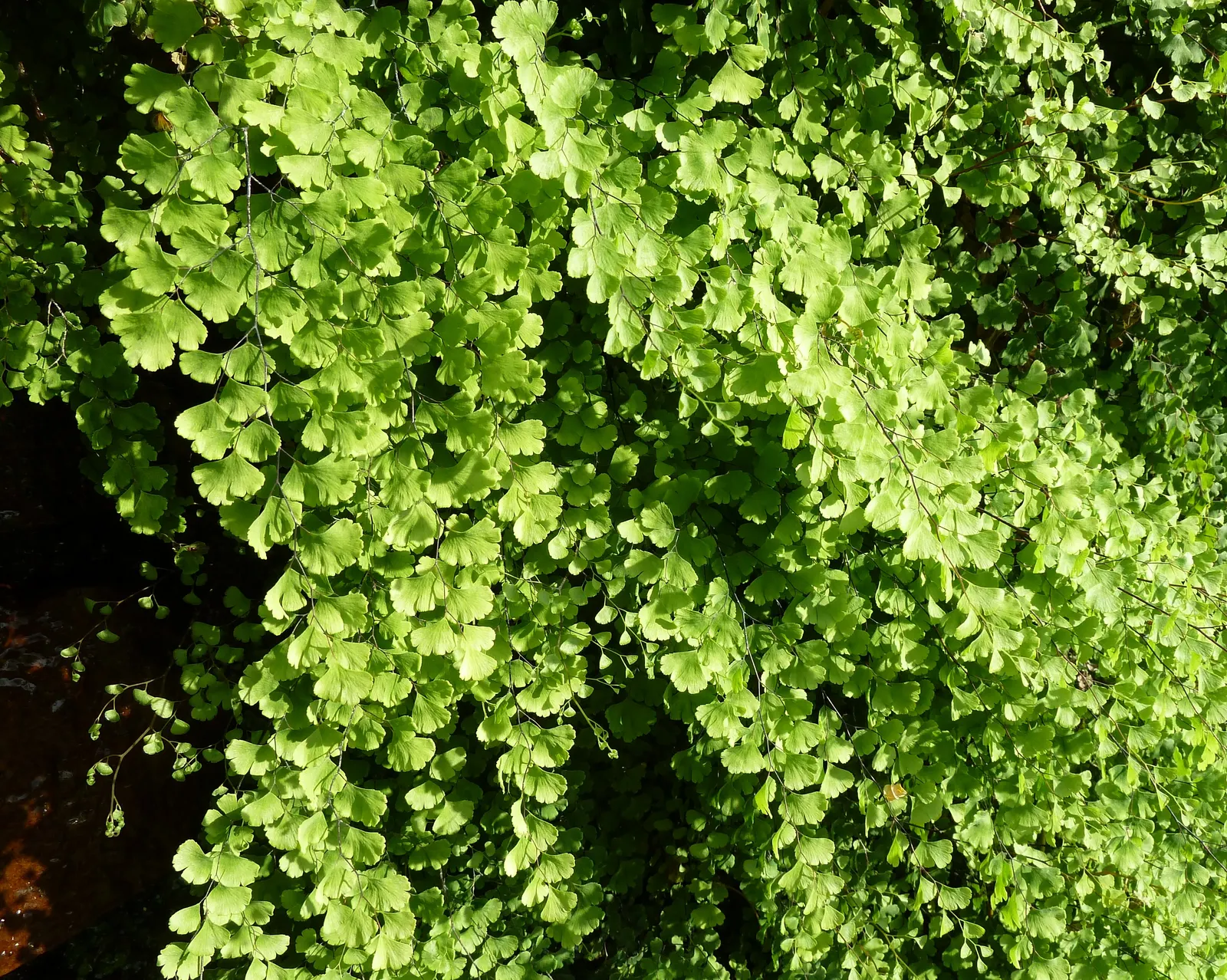 Five-Finger Fern (Adiantum Aleuticum) — stands up to 18 inches tall and spreads up to 24 inches; which emerge as a pale green and mature into a rich, image 65