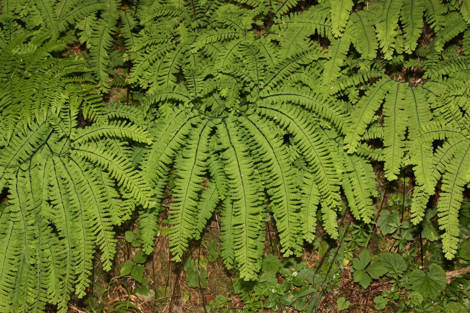 Five-Finger Fern (Adiantum Aleuticum) — being evergreen in zones 8 and higher, image 60