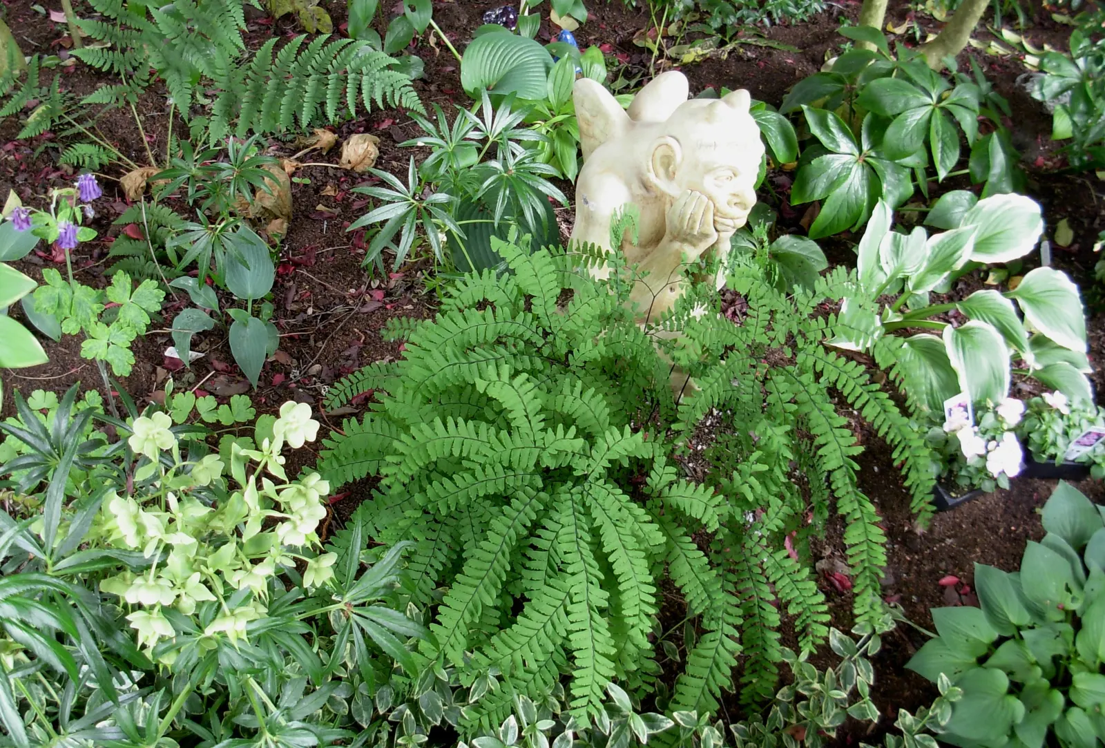 Five-Finger Fern (Adiantum Aleuticum) — stands up to 18 inches tall and spreads up to 24 inches