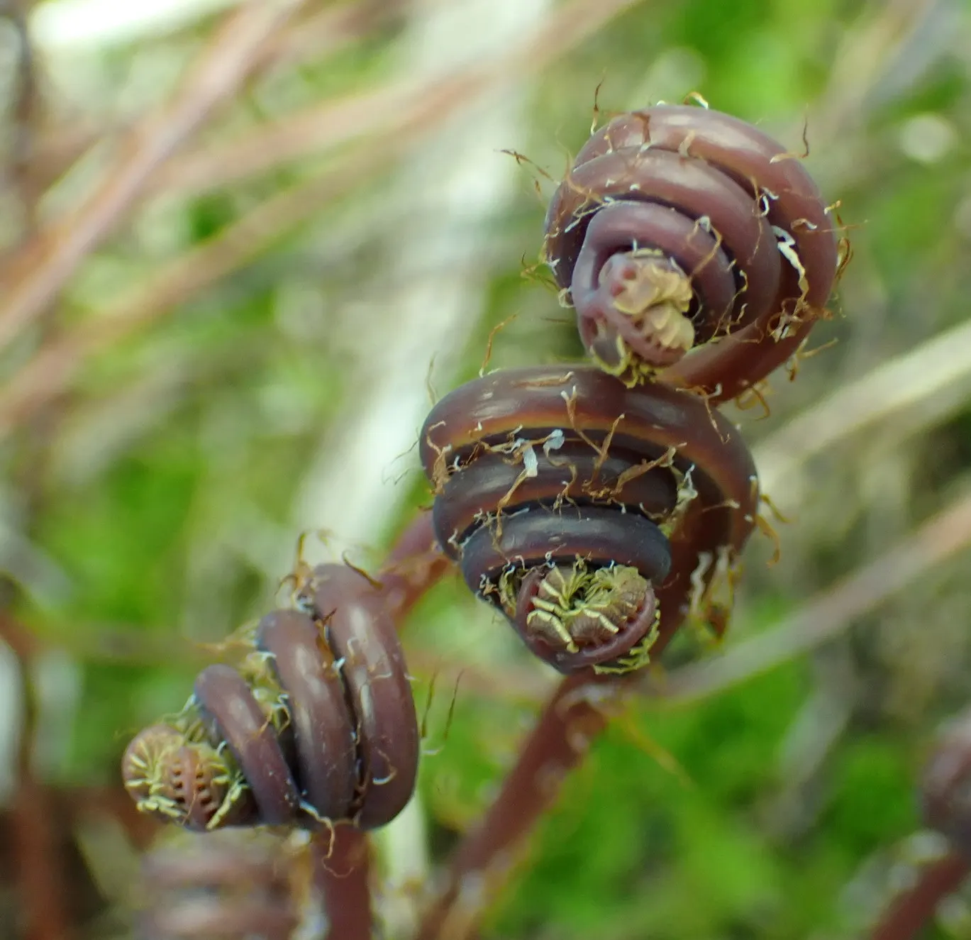 Five-Finger Fern (Adiantum Aleuticum) — Ideal for woodland gardens, it adds texture and a verdant understory beneath larger plants; which emerge as, image 68
