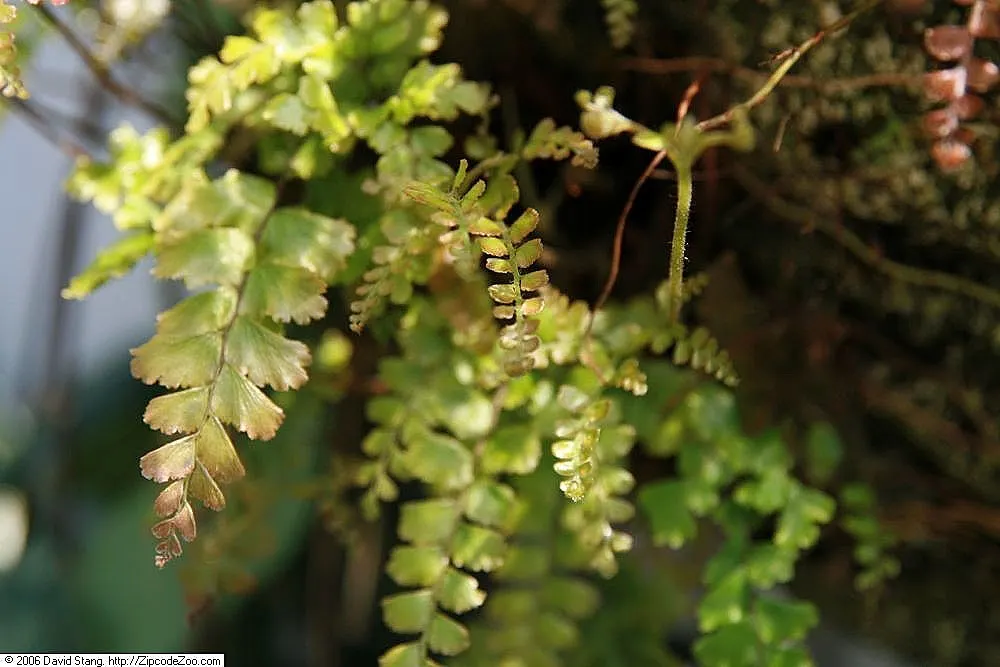 Five-Finger Fern (Adiantum Aleuticum) — this fern makes for a lush groundcover or an accent under larger plants; thriving in USDA zones 3-8, this, image 73