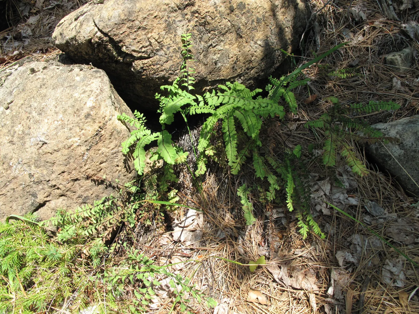 Five-Finger Fern (Adiantum Aleuticum) — are supported by striking black stems that provide a sharp contrast to the feathery