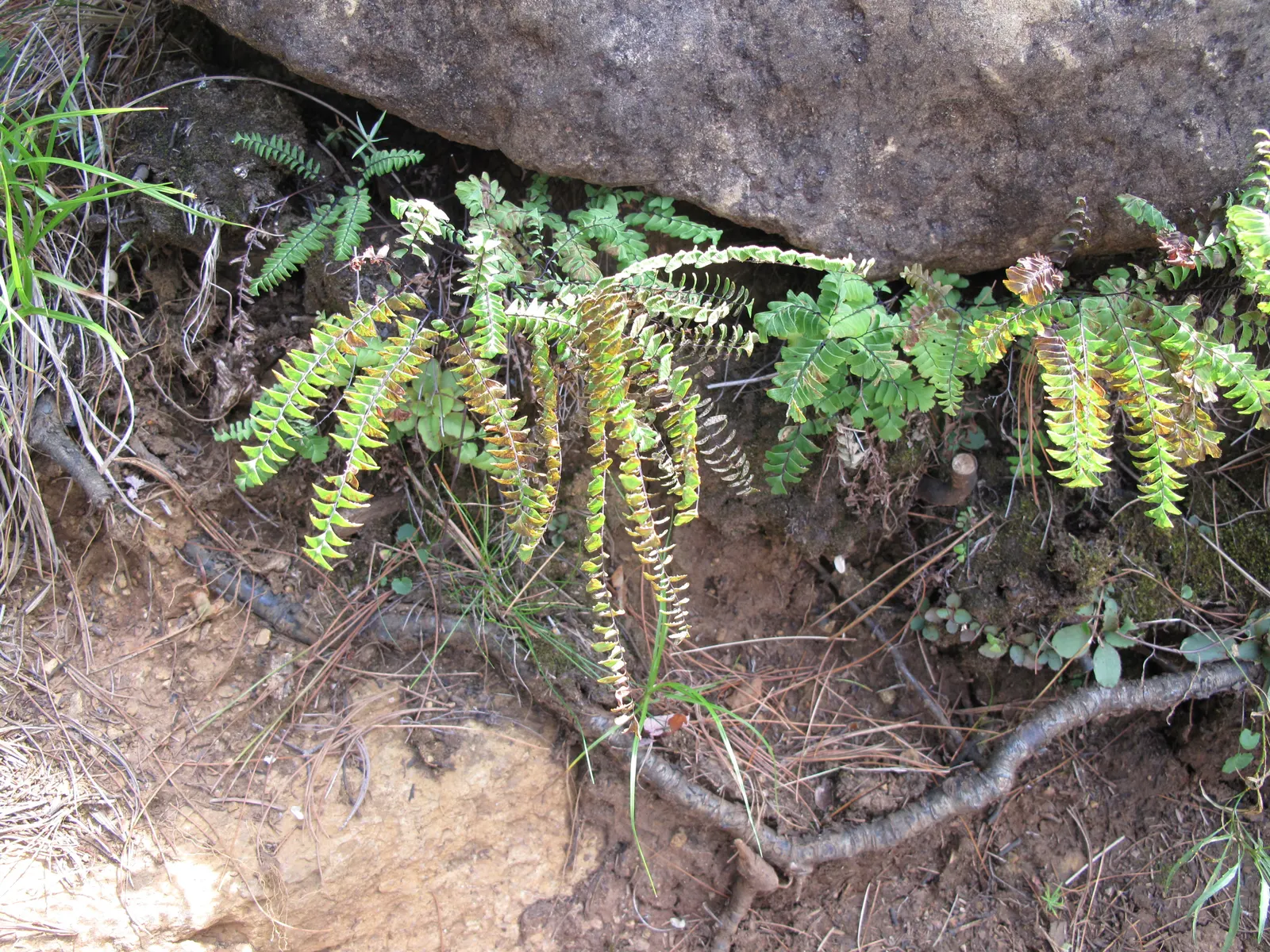 Five-Finger Fern (Adiantum Aleuticum) — It features finger-like fronds with a wiry, black stem, giving an airy, elegant appearance; being evergreen, image 66
