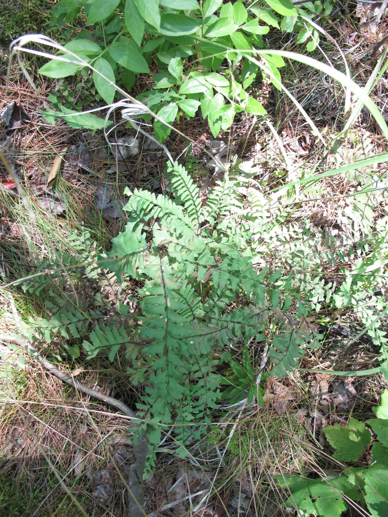 Five-Finger Fern (Adiantum Aleuticum) — When educating clients about their new garden addition