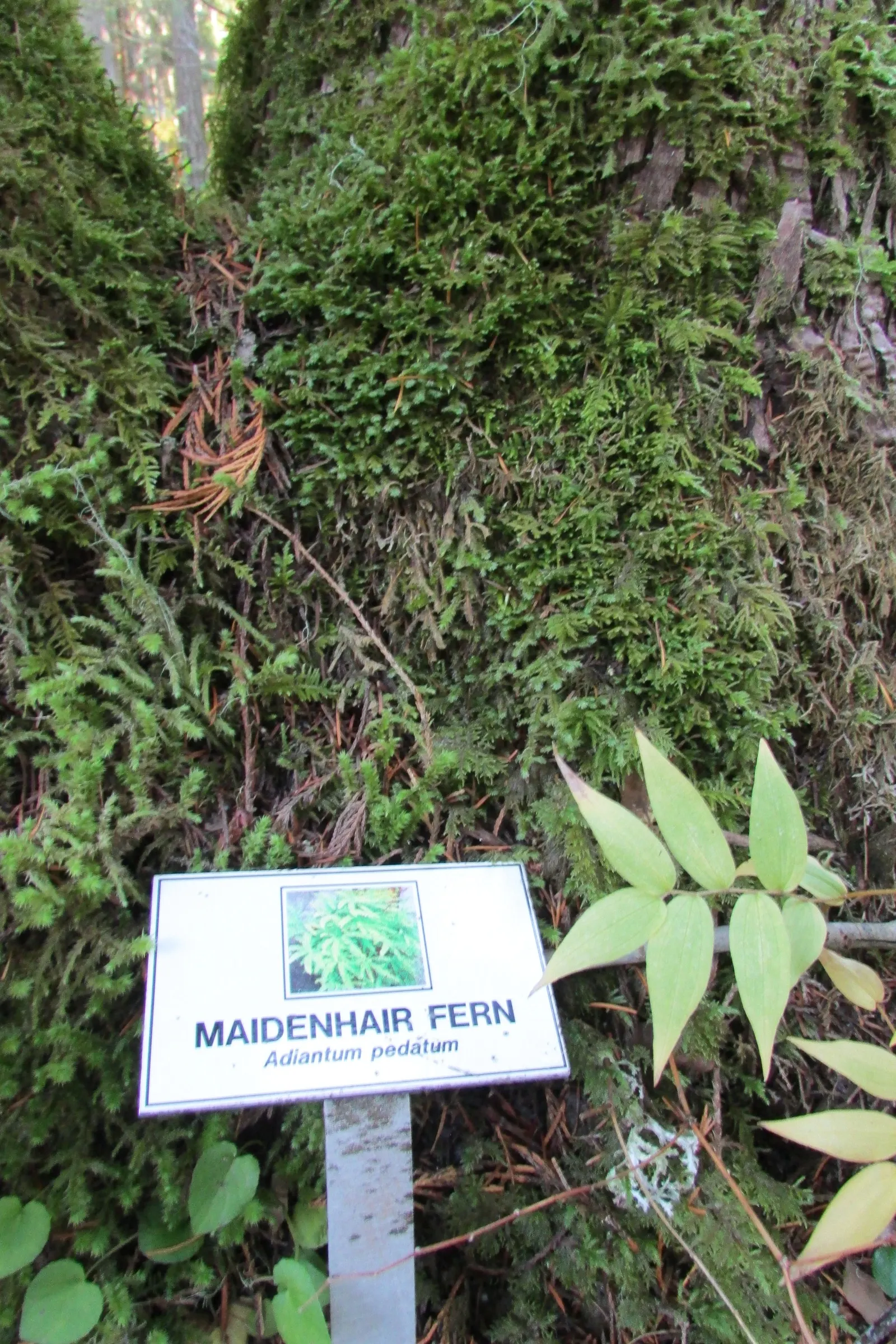 Five-Finger Fern (Adiantum Aleuticum) — A soil mix that is rich in organic matter with adequate drainage will support its growth; being evergreen in zones 8