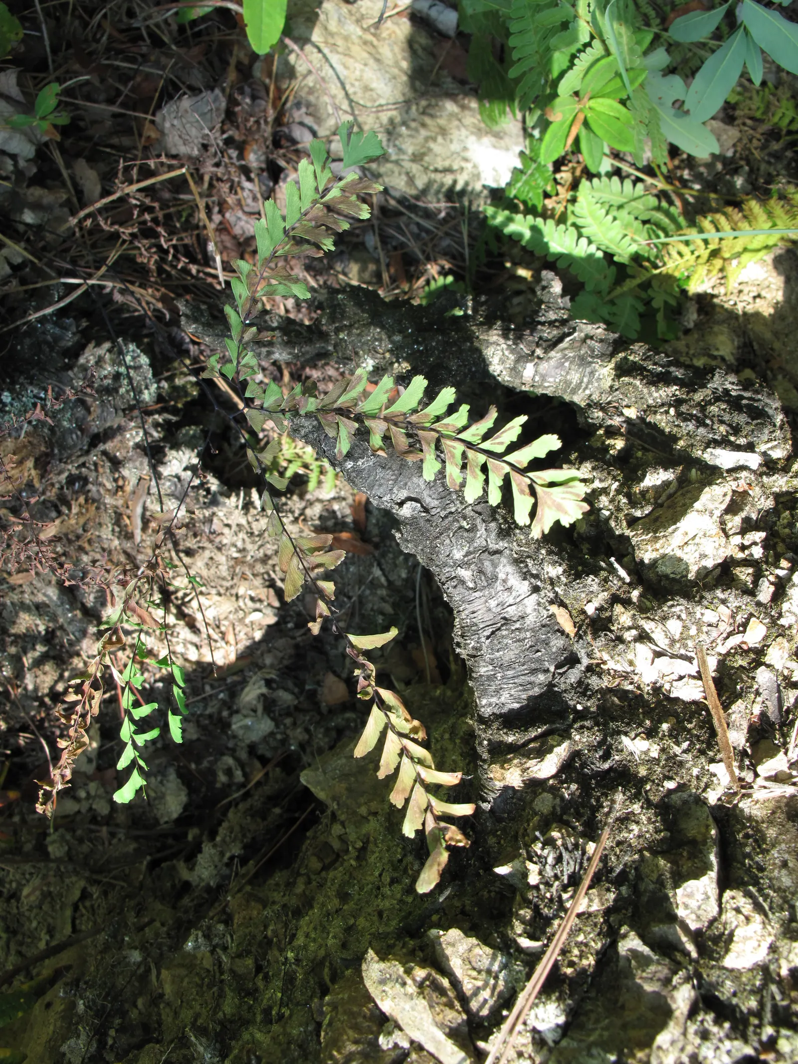 Five-Finger Fern (Adiantum Aleuticum) — The Five-Finger Fern (Adiantum aleuticum); thriving in USDA zones 3-8, this fern prefers moist, image 85