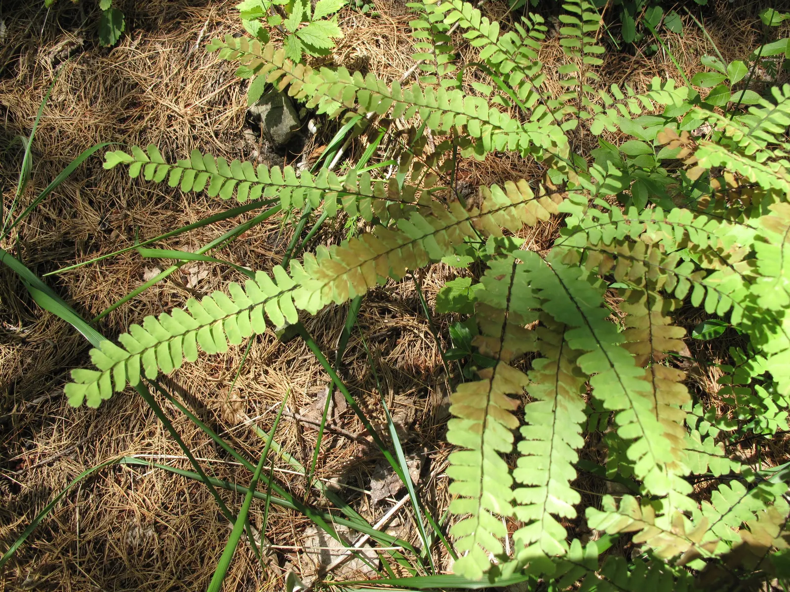 Five-Finger Fern (Adiantum Aleuticum) — which emerge as a pale green and mature into a rich
