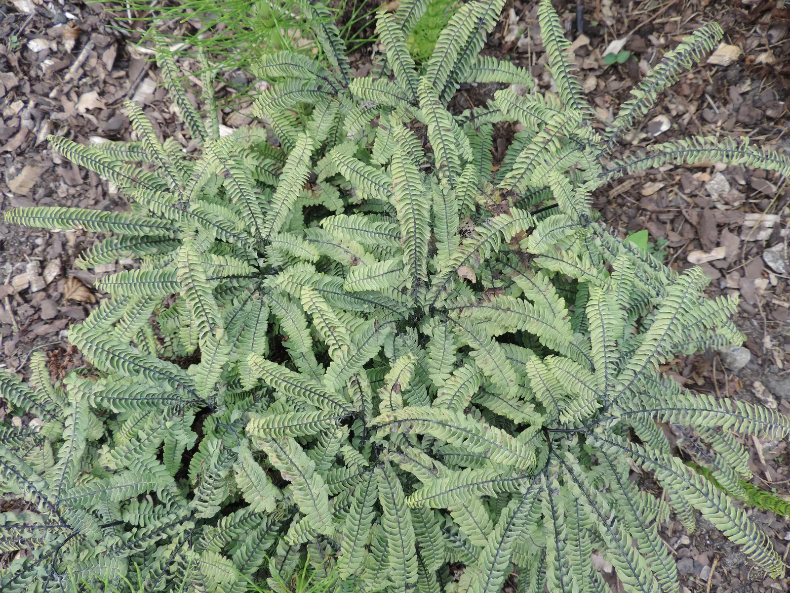 Five-Finger Fern (Adiantum Aleuticum) — When educating clients about their new garden addition; which emerge as a pale green and mature into a rich, image 62
