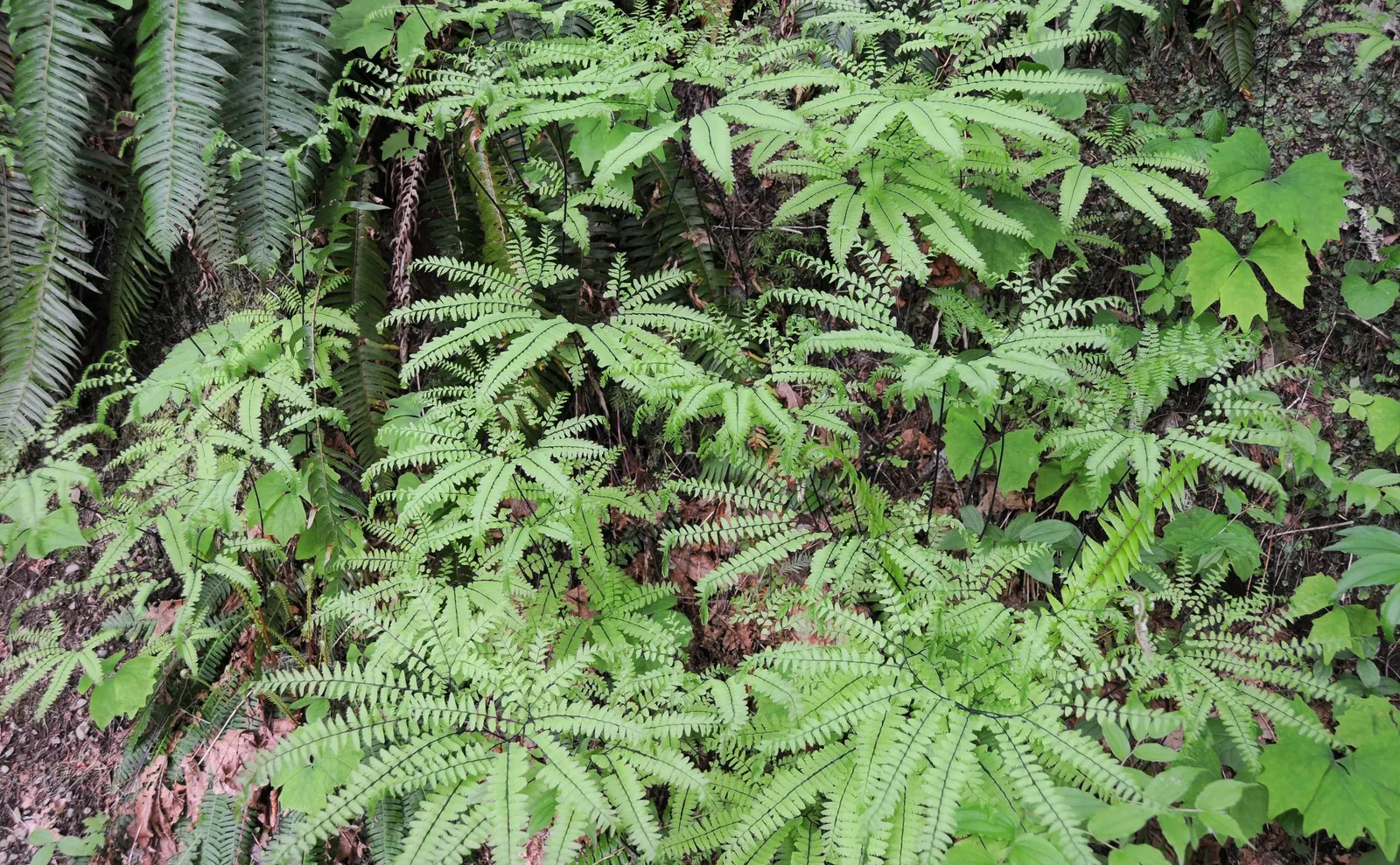 Five-Finger Fern (Adiantum Aleuticum) — Ideal for woodland gardens, it adds texture and a verdant understory beneath larger plants; which emerge as a pale