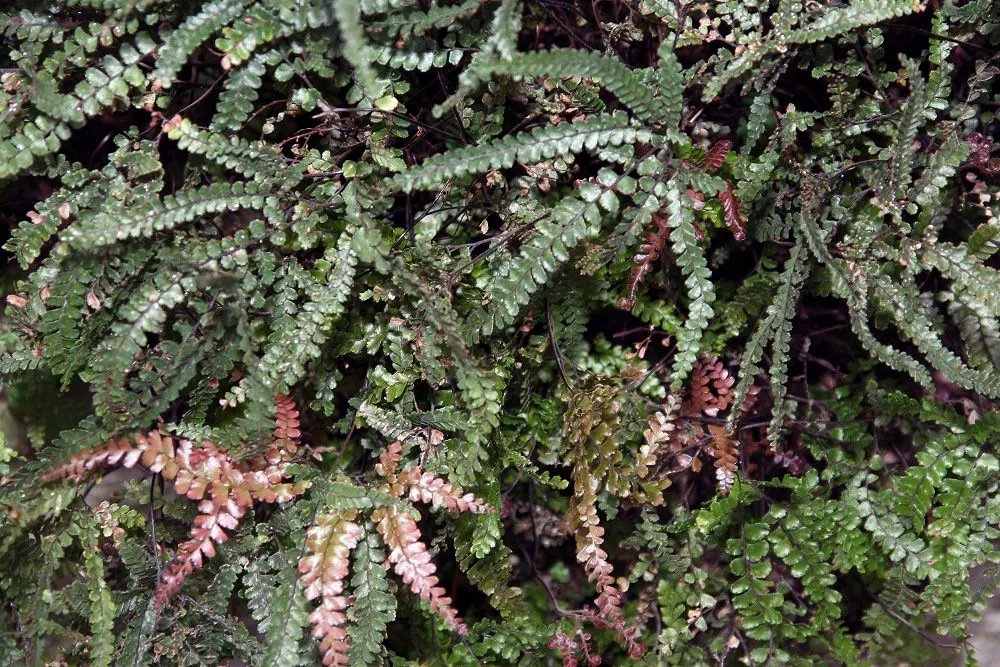 Five-Finger Fern (Adiantum Aleuticum) — fern for deep shade or half or shade; being evergreen in zones 8 and higher, image 84