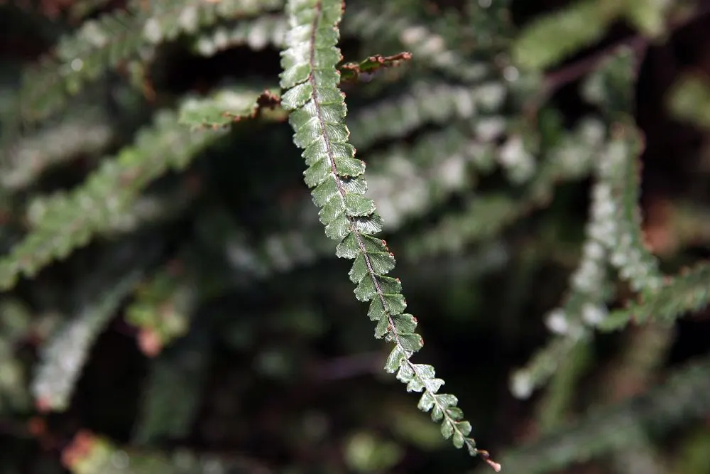 Five-Finger Fern (Adiantum Aleuticum) — It brings a touch of elegance with its intricate foliage and offers year-round interest in milder climates, image 80