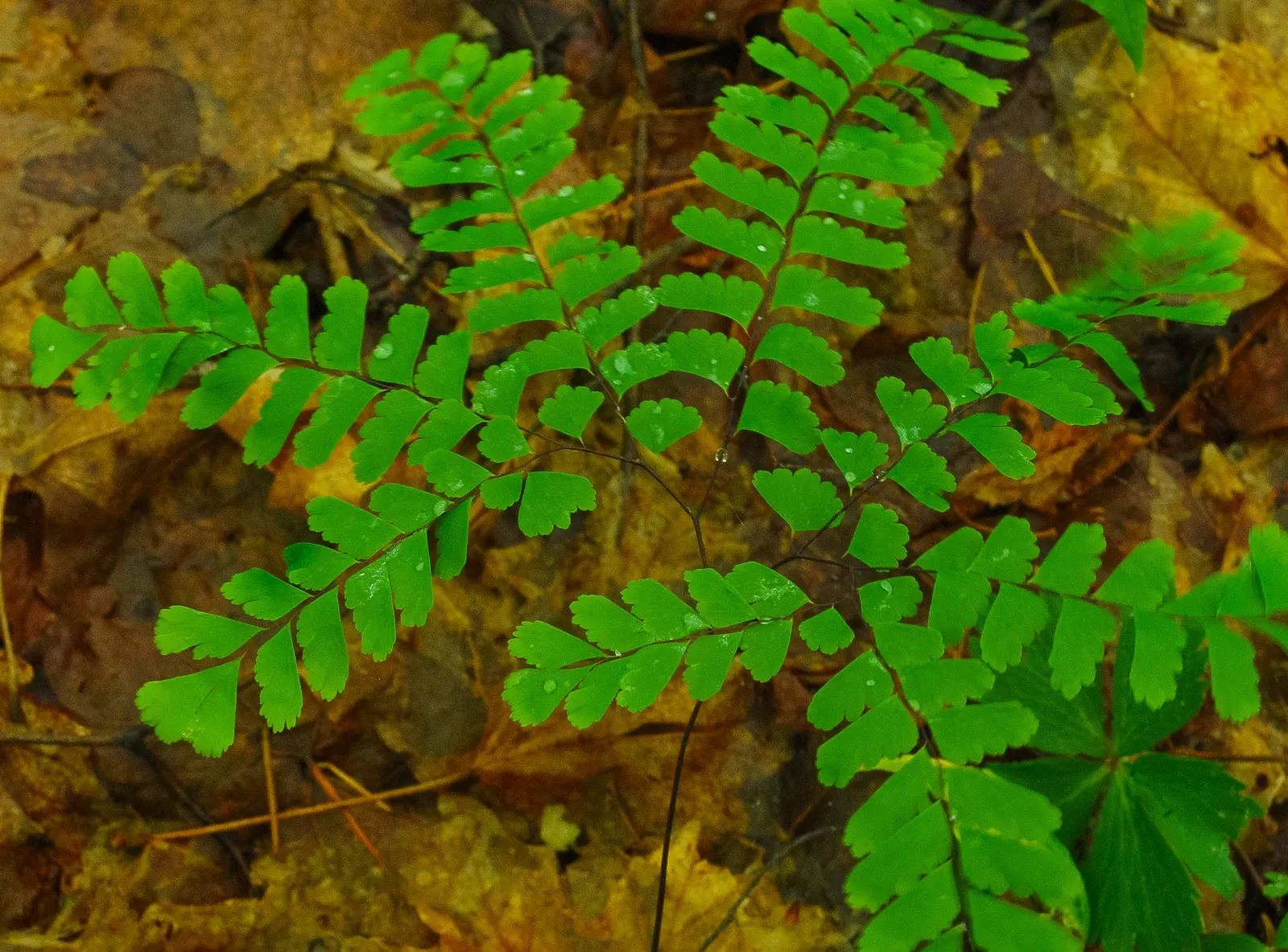 Five-Finger Fern (Adiantum Aleuticum) — The Five-Finger Fern (Adiantum aleuticum); thriving in USDA zones 3-8, this fern prefers moist, image 43
