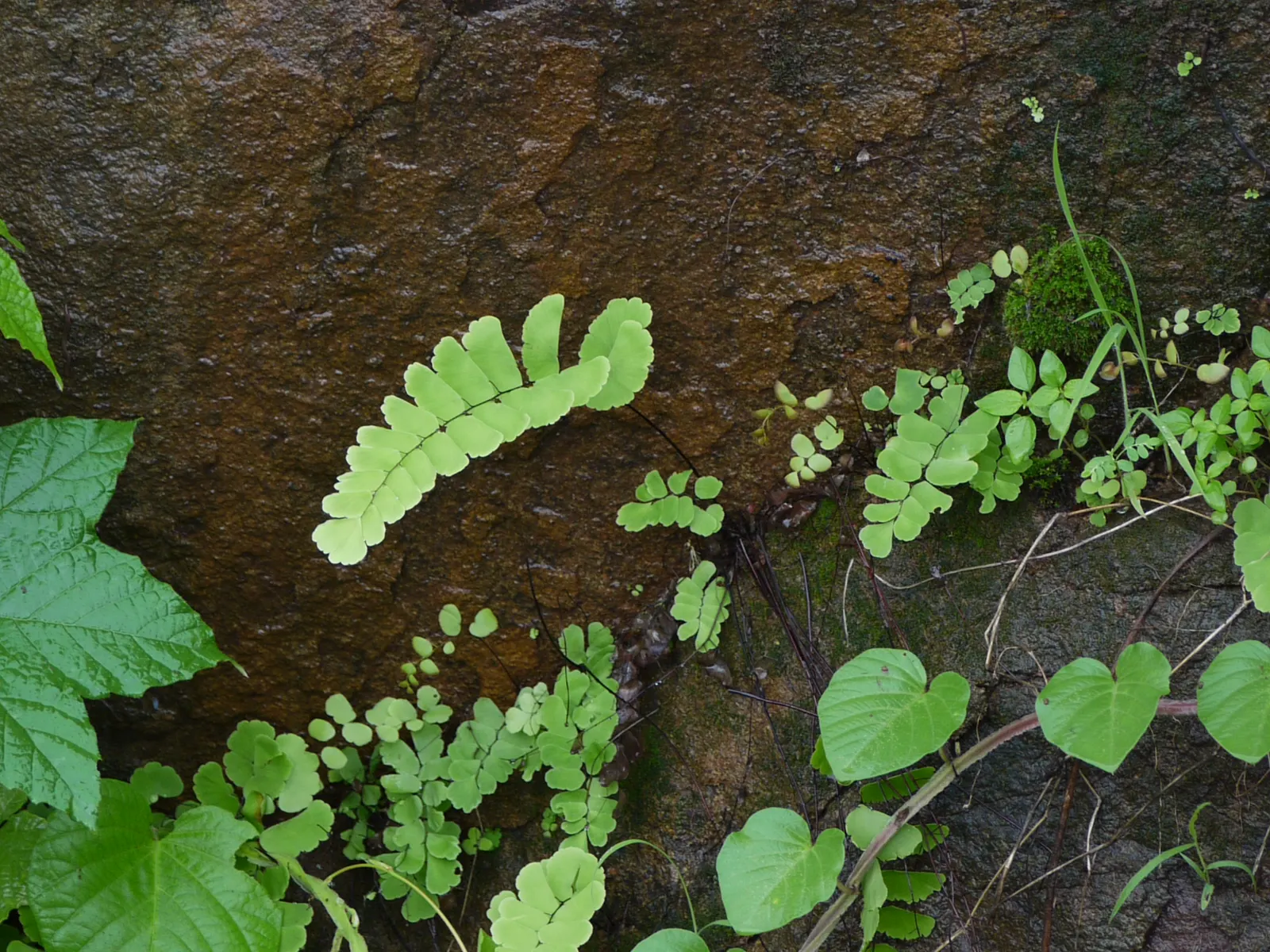 Five-Finger Fern (Adiantum Aleuticum) — fern for deep shade or half or shade; being evergreen in zones 8 and higher, image 63
