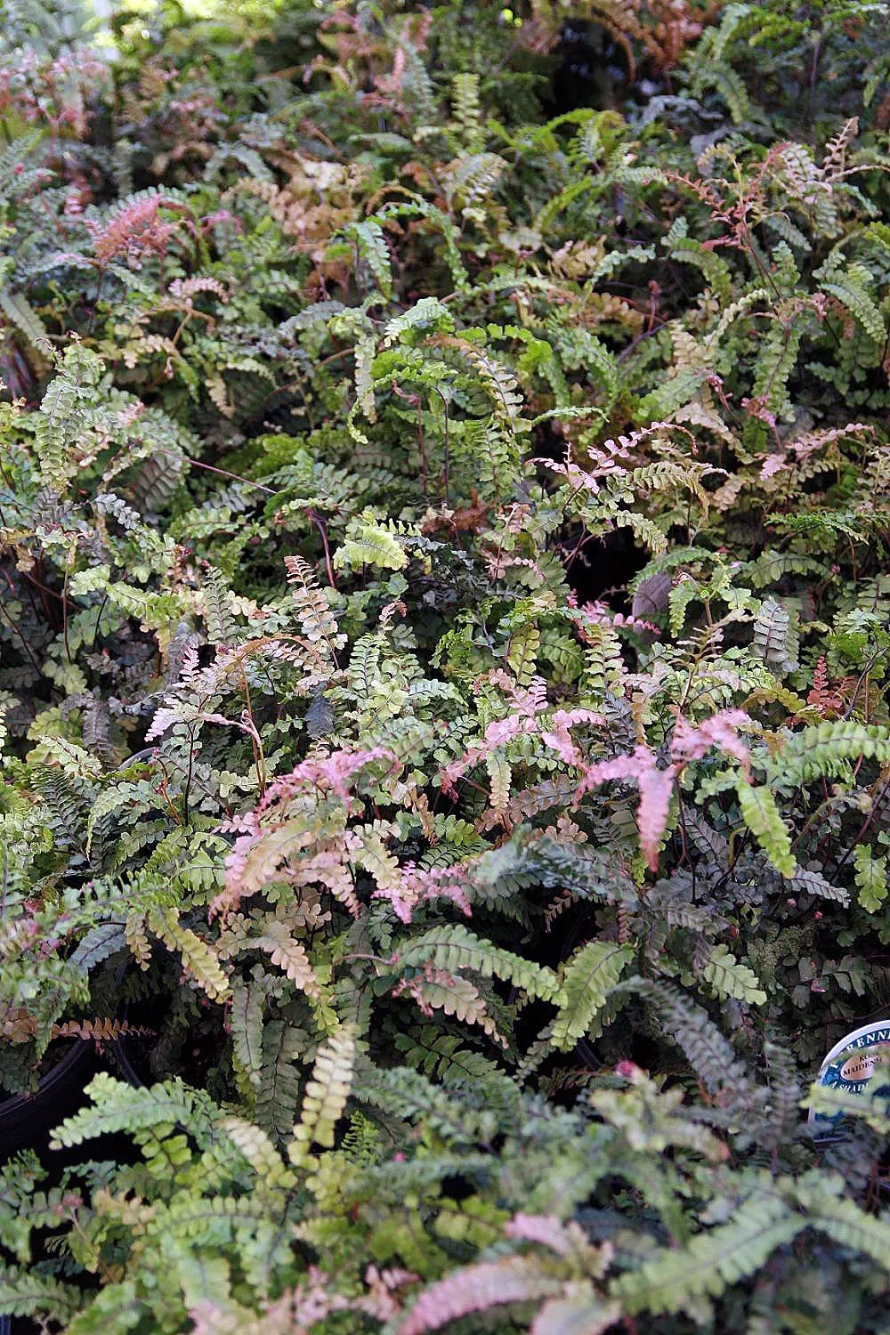 Five-Finger Fern (Adiantum Aleuticum) — Furthermore, it's a resilient choice as it is relatively resistant to pests and diseases