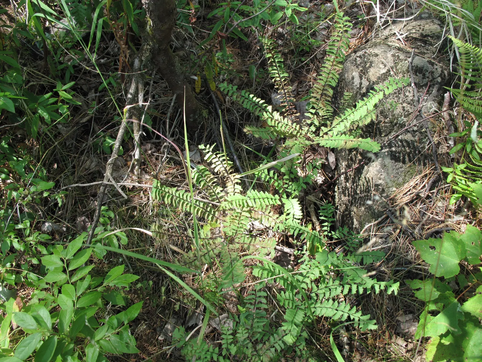 Five-Finger Fern (Adiantum Aleuticum) — The Five-Finger Fern (Adiantum aleuticum); thriving in USDA zones 3-8, this fern prefers moist, image 64