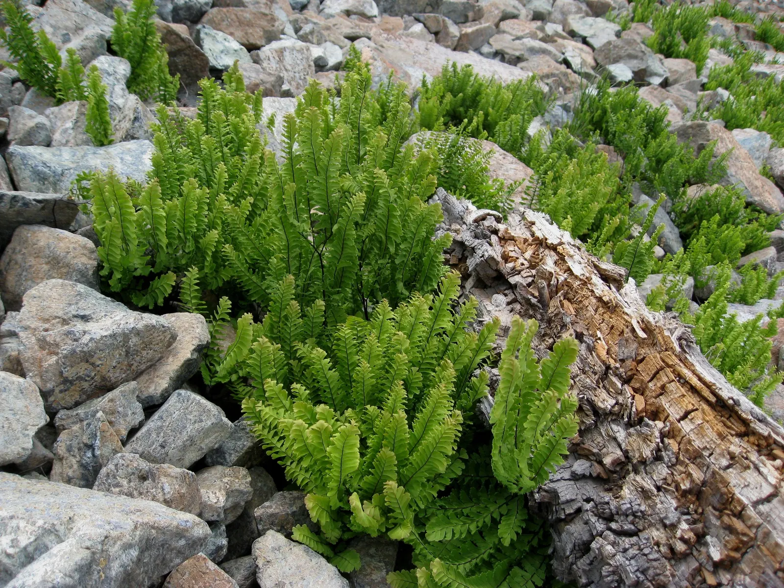 Five-Finger Fern (Adiantum Aleuticum) — It requires consistent moisture, so ensure the soil remains lightly moist but never waterlogged; thriving in USDA zones