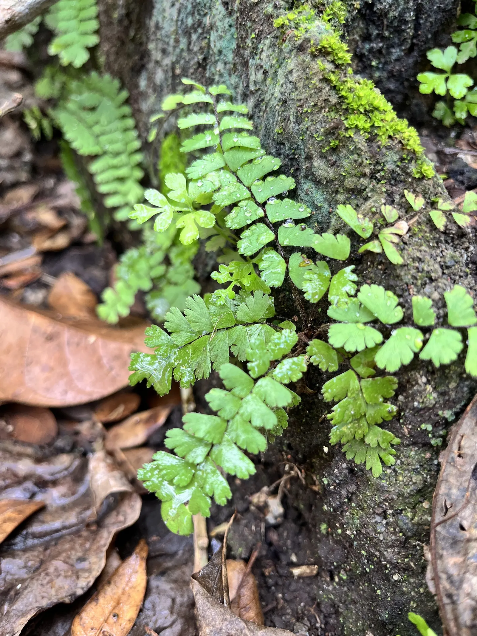 Five-Finger Fern (Adiantum Aleuticum) — are supported by striking black stems that provide a sharp contrast to the feathery; being evergreen in zones 8 and