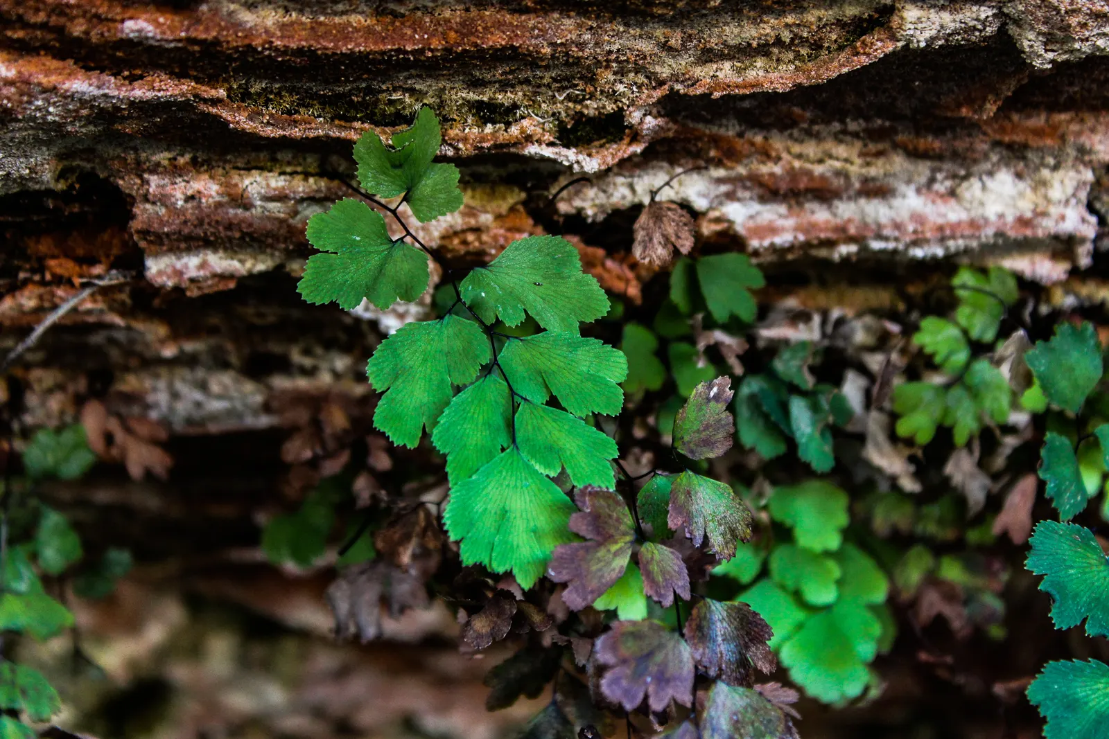 Five-Finger Fern (Adiantum Aleuticum) — are supported by striking black stems that provide a sharp contrast to the feathery; being evergreen in, image 54