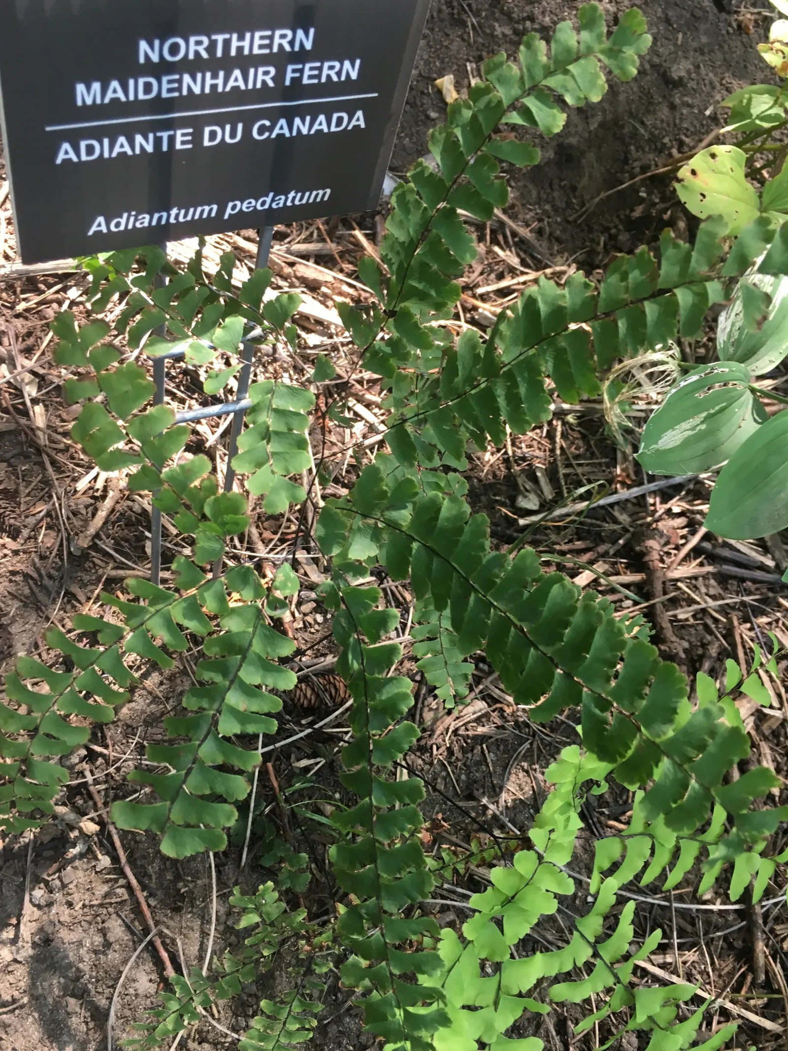 Five-Finger Fern (Adiantum Aleuticum) — Thriving in USDA zones 3-8, this fern prefers moist, well-drained soil and dappled light, image 46