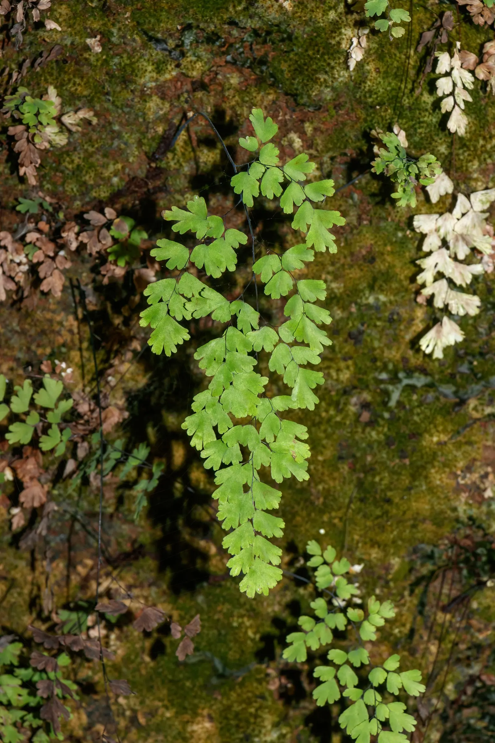 Five-Finger Fern (Adiantum Aleuticum) — This fern is native to the cooler regions of North America; which emerge as a pale green and mature into a, image 71