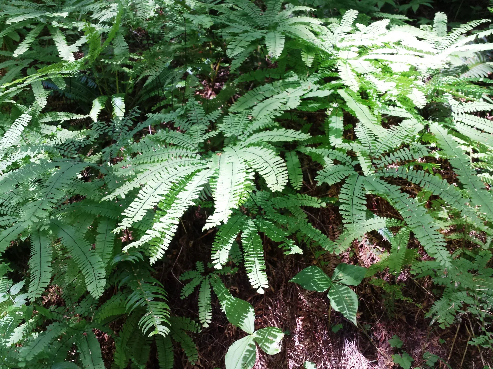 Five-Finger Fern (Adiantum Aleuticum) — It requires consistent moisture, so ensure the soil remains lightly moist but never waterlogged; thriving, image 79