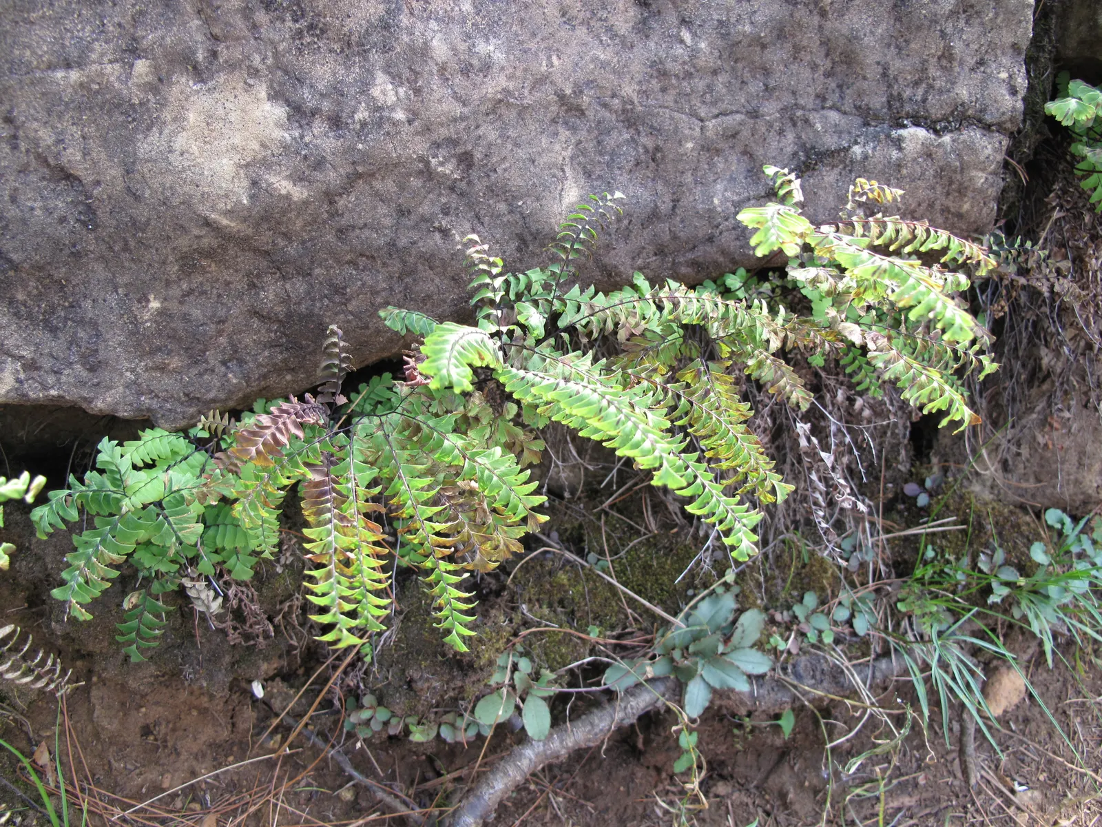 Five-Finger Fern (Adiantum Aleuticum) — It requires consistent moisture, so ensure the soil remains lightly moist but never waterlogged