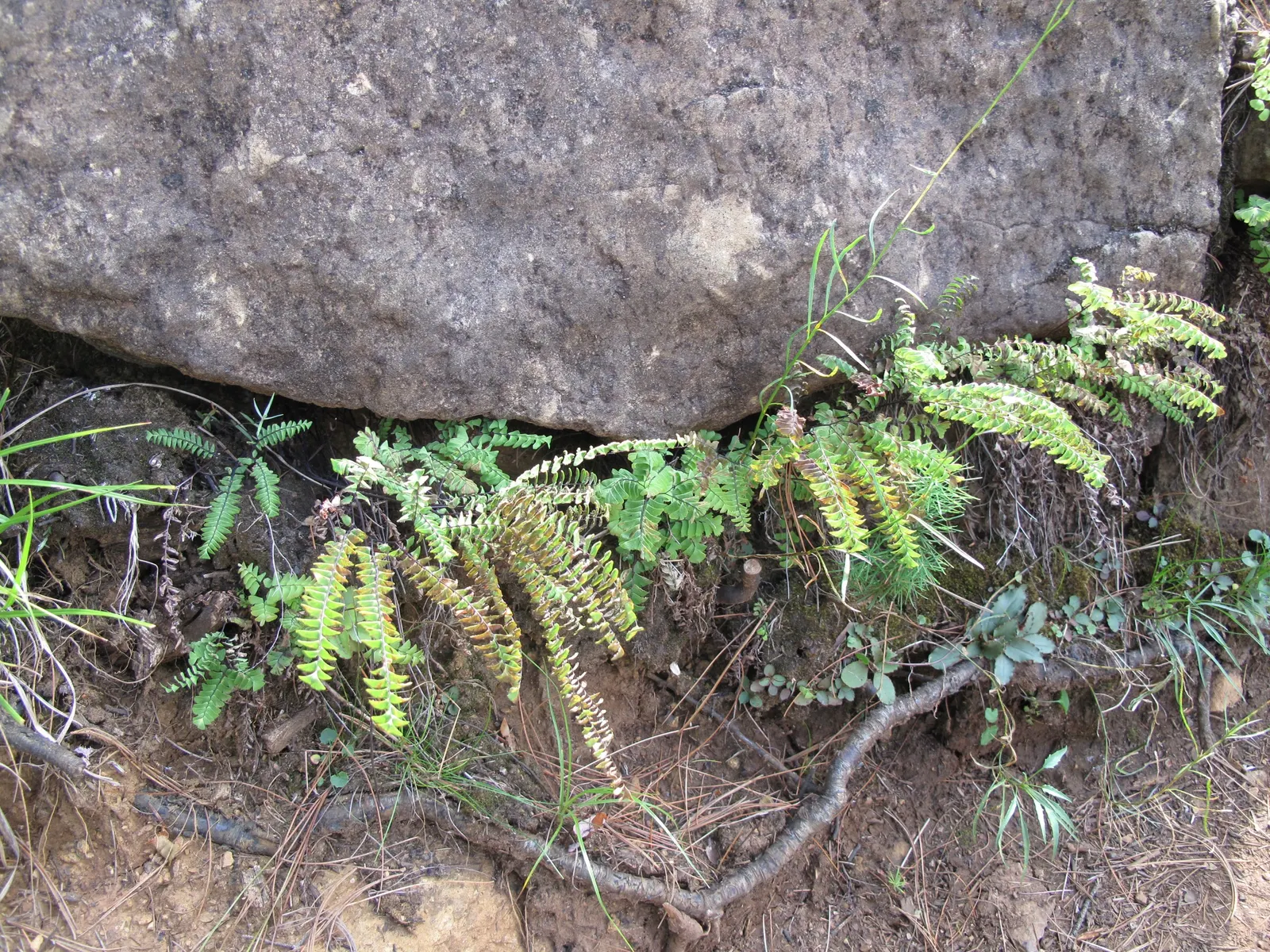 Five-Finger Fern (Adiantum Aleuticum) — It brings a touch of elegance with its intricate foliage and offers year-round interest in milder climates, image 59