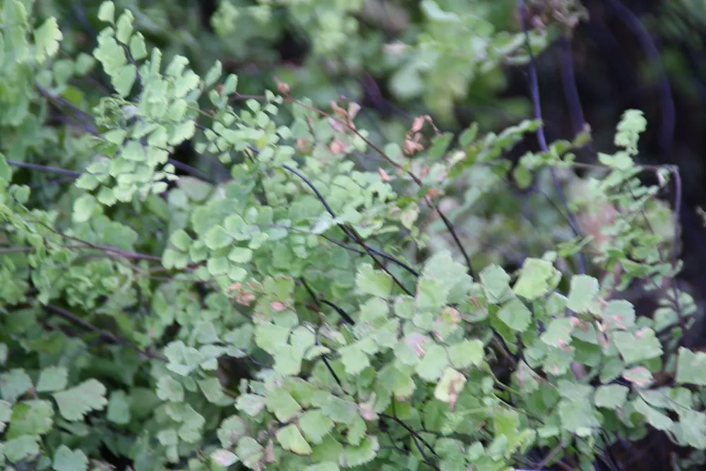 Five-Finger Fern (Adiantum Aleuticum) — It brings a touch of elegance with its intricate foliage and offers year-round interest in milder climates