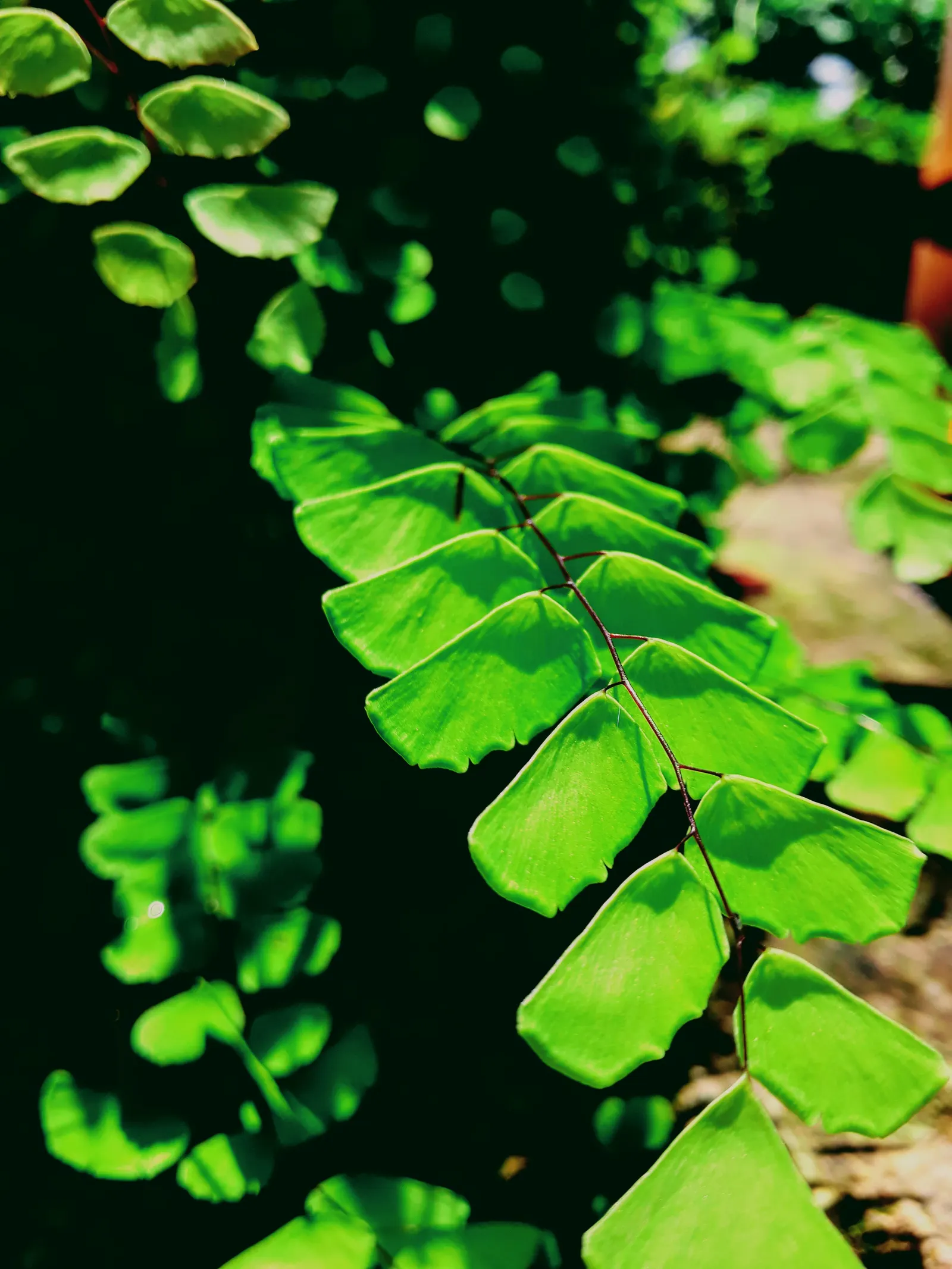 Five-Finger Fern (Adiantum Aleuticum) — preferring sheltered spots that offer moderate to full shade - this fern does not tolerate full sun well