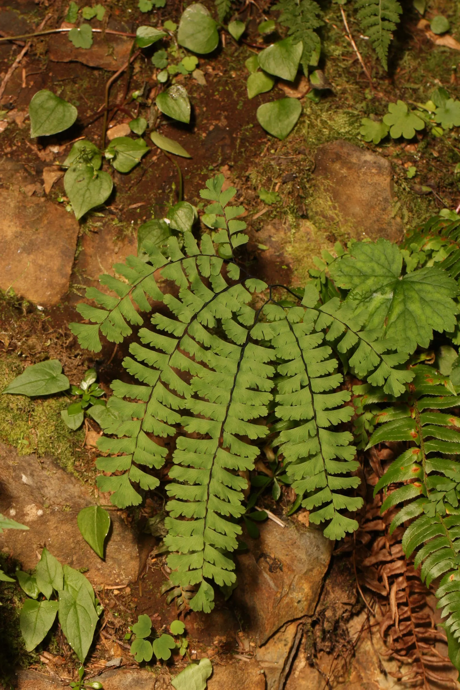 Five-Finger Fern (Adiantum Aleuticum) — scientifically known as Adiantum aleuticum; being evergreen in zones 8 and higher, image 90