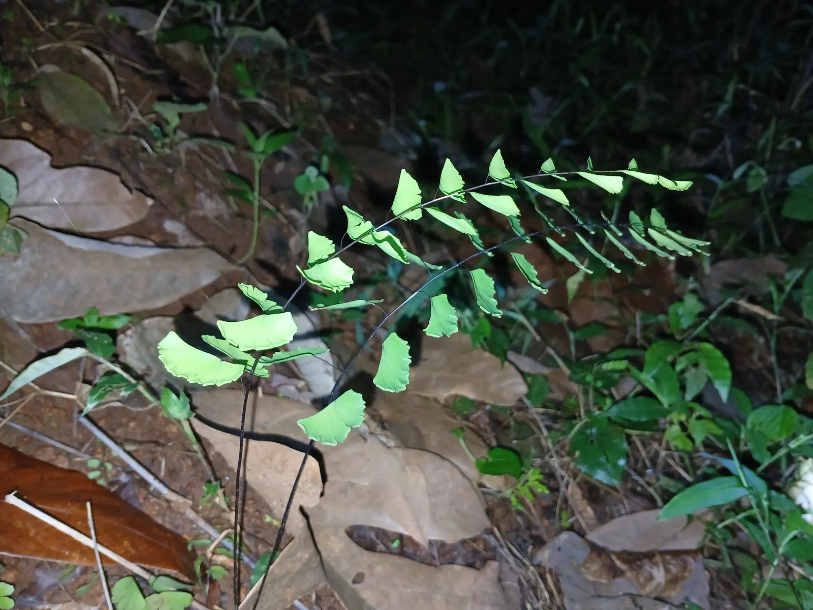 Five-Finger Fern (Adiantum Aleuticum) — fern for deep shade or half or shade