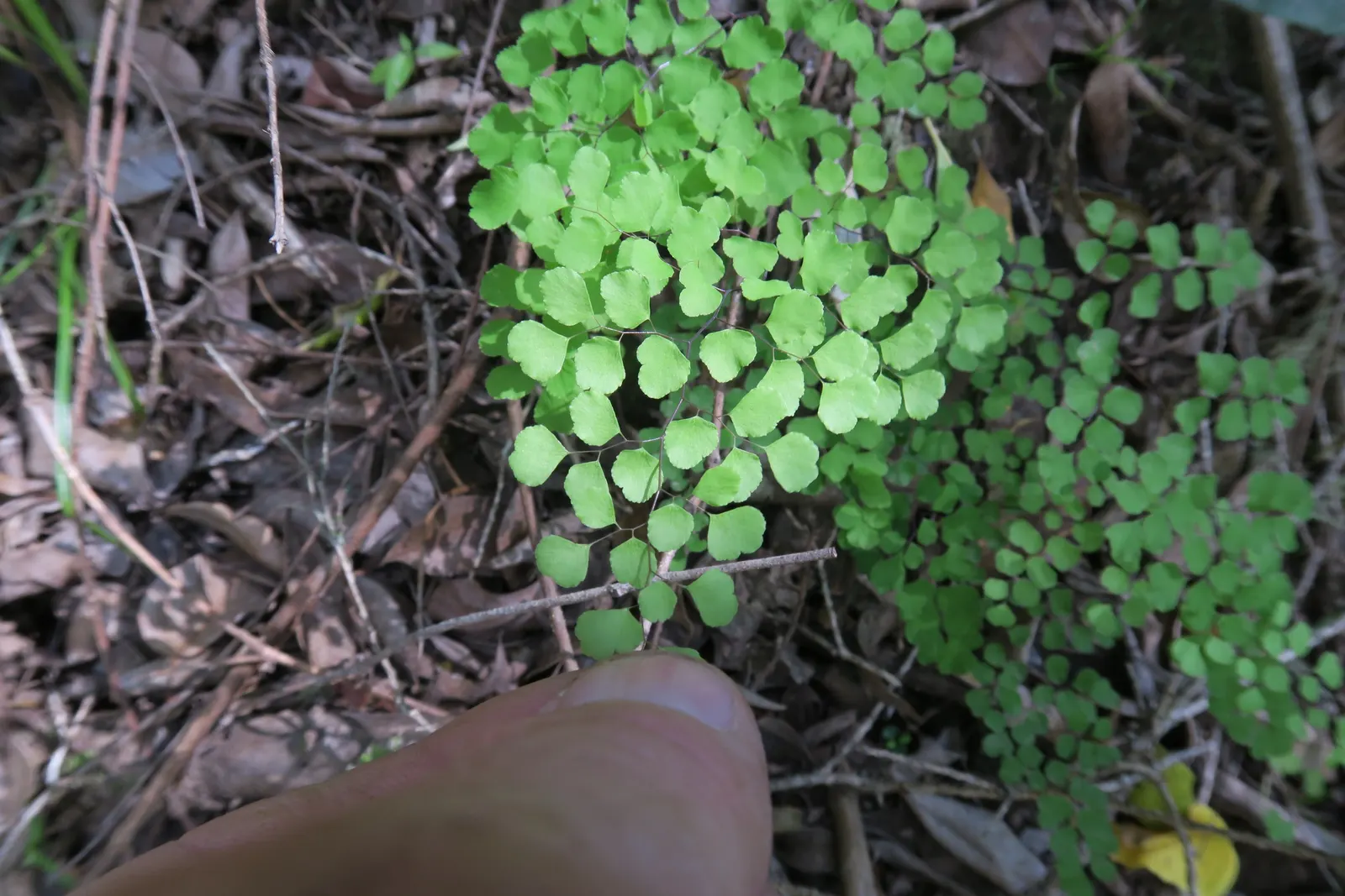 Five-Finger Fern (Adiantum Aleuticum) — preferring sheltered spots that offer moderate to full shade - this fern does not tolerate full sun well, image 77