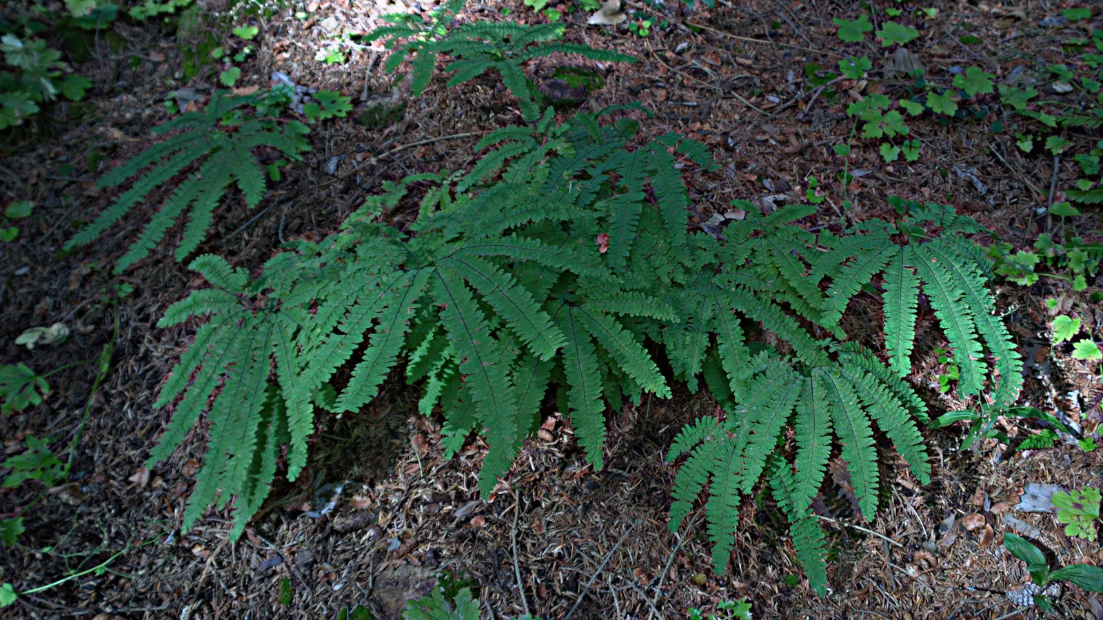 Five-Finger Fern (Adiantum Aleuticum) — It features finger-like fronds with a wiry, black stem, giving an airy, elegant appearance