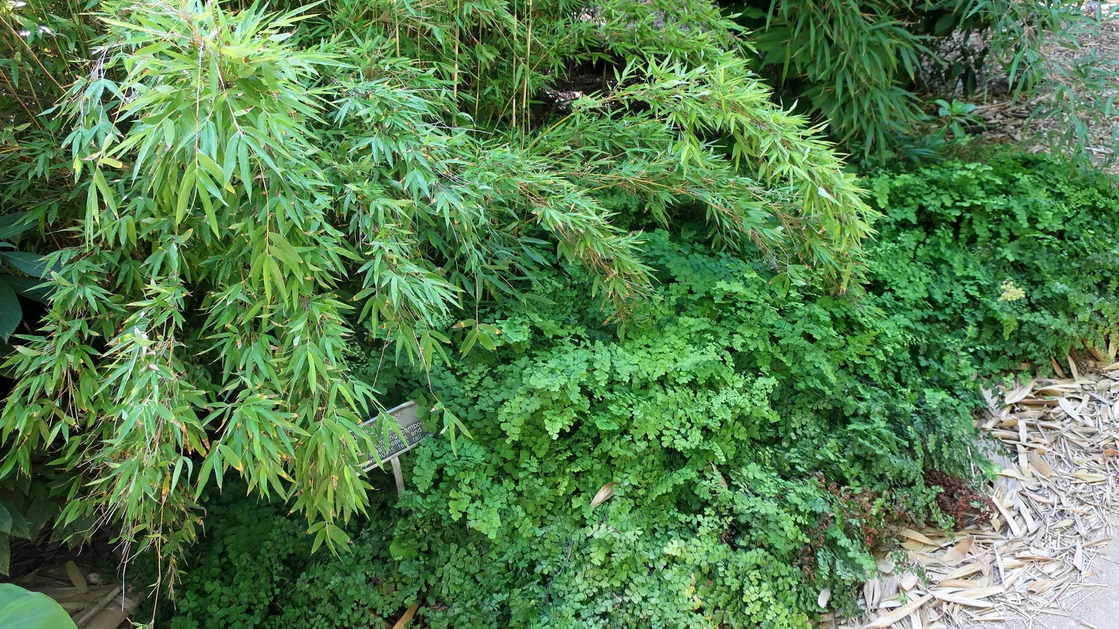 Five-Finger Fern (Adiantum Aleuticum) — It brings a touch of elegance with its intricate foliage and offers year-round interest in milder climates; which