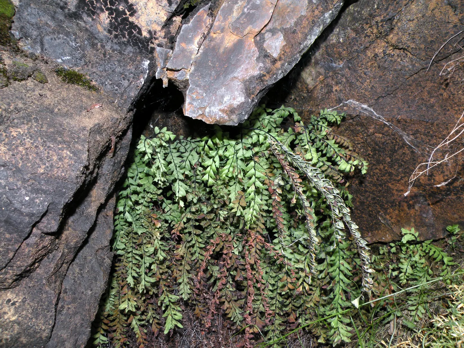 Five-Finger Fern (Adiantum Aleuticum) — stands up to 18 inches tall and spreads up to 24 inches; which emerge as a pale green and mature into a rich