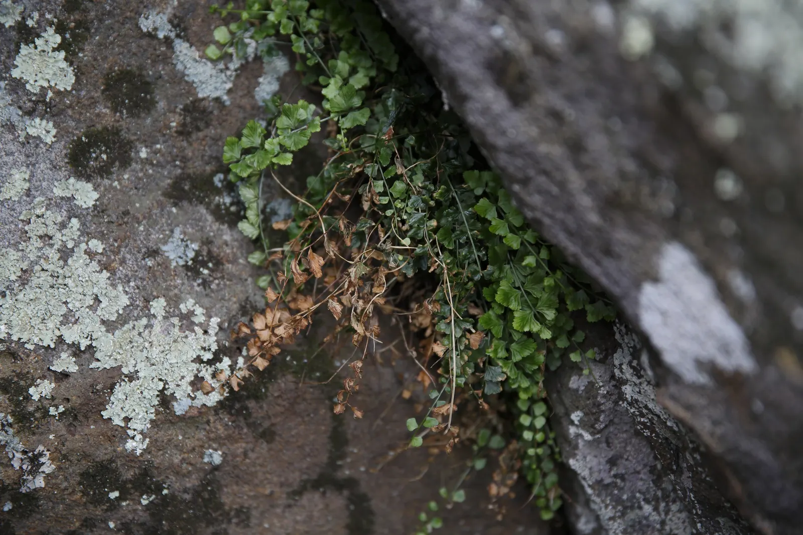 Five-Finger Fern (Adiantum Aleuticum) — This fern is native to the cooler regions of North America; which emerge as a pale green and mature into a, image 50