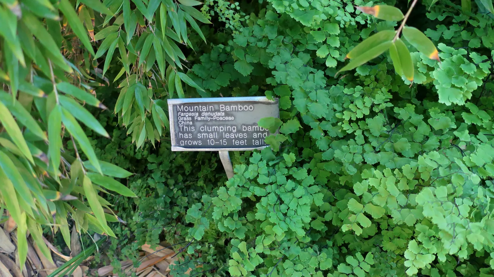 Five-Finger Fern (Adiantum Aleuticum) — The Five-Finger Fern (Adiantum aleuticum)
