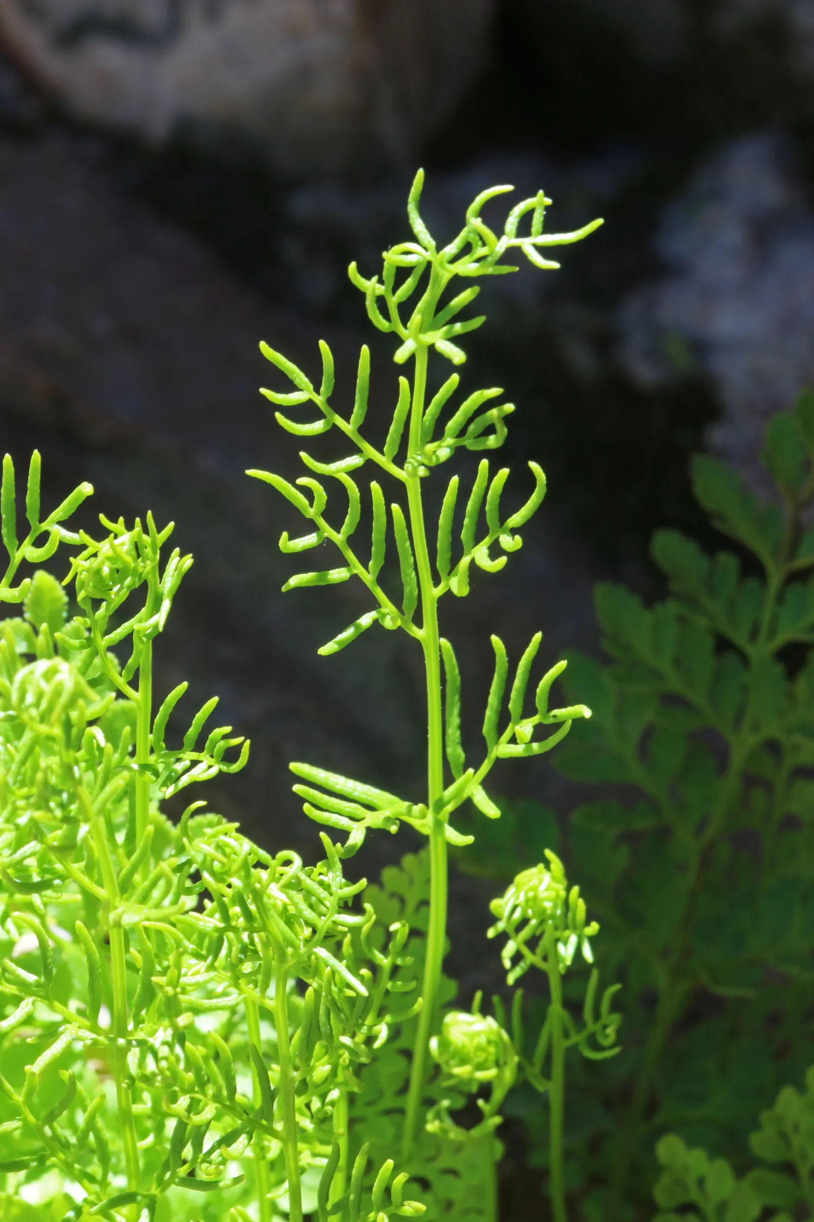 Five-Finger Fern (Adiantum Aleuticum) — It features finger-like fronds with a wiry, black stem, giving an airy, elegant appearance; being evergreen, image 87