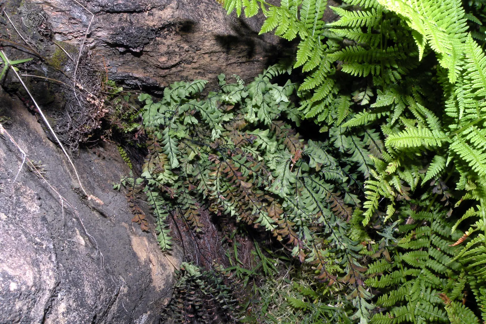 Five-Finger Fern (Adiantum Aleuticum) — Thriving in USDA zones 3-8, this fern prefers moist, well-drained soil and dappled light, image 25