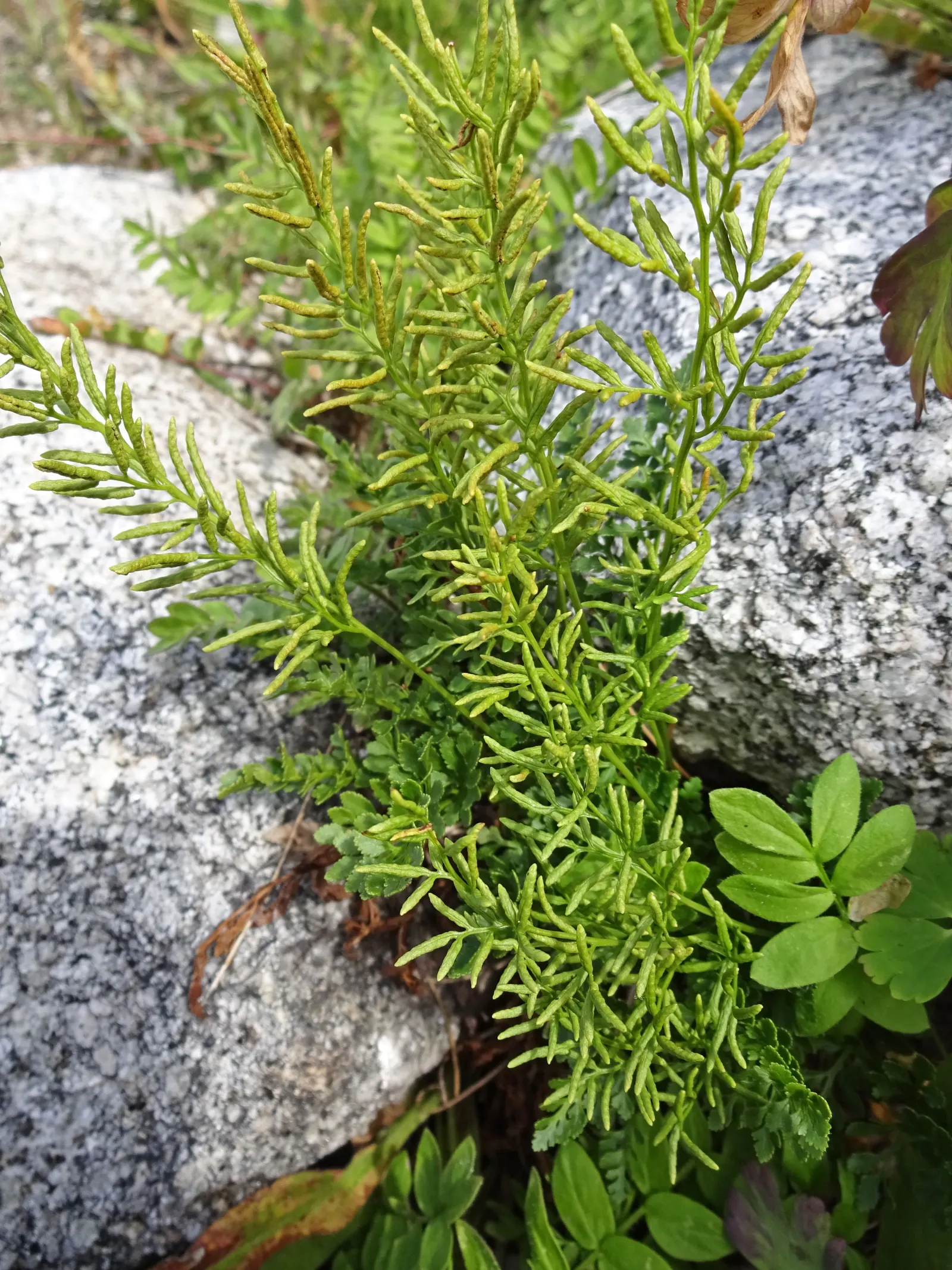 Five-Finger Fern (Adiantum Aleuticum) — The Five-Finger Fern (Adiantum aleuticum); thriving in USDA zones 3-8, this fern prefers moist, well-drained soil and
